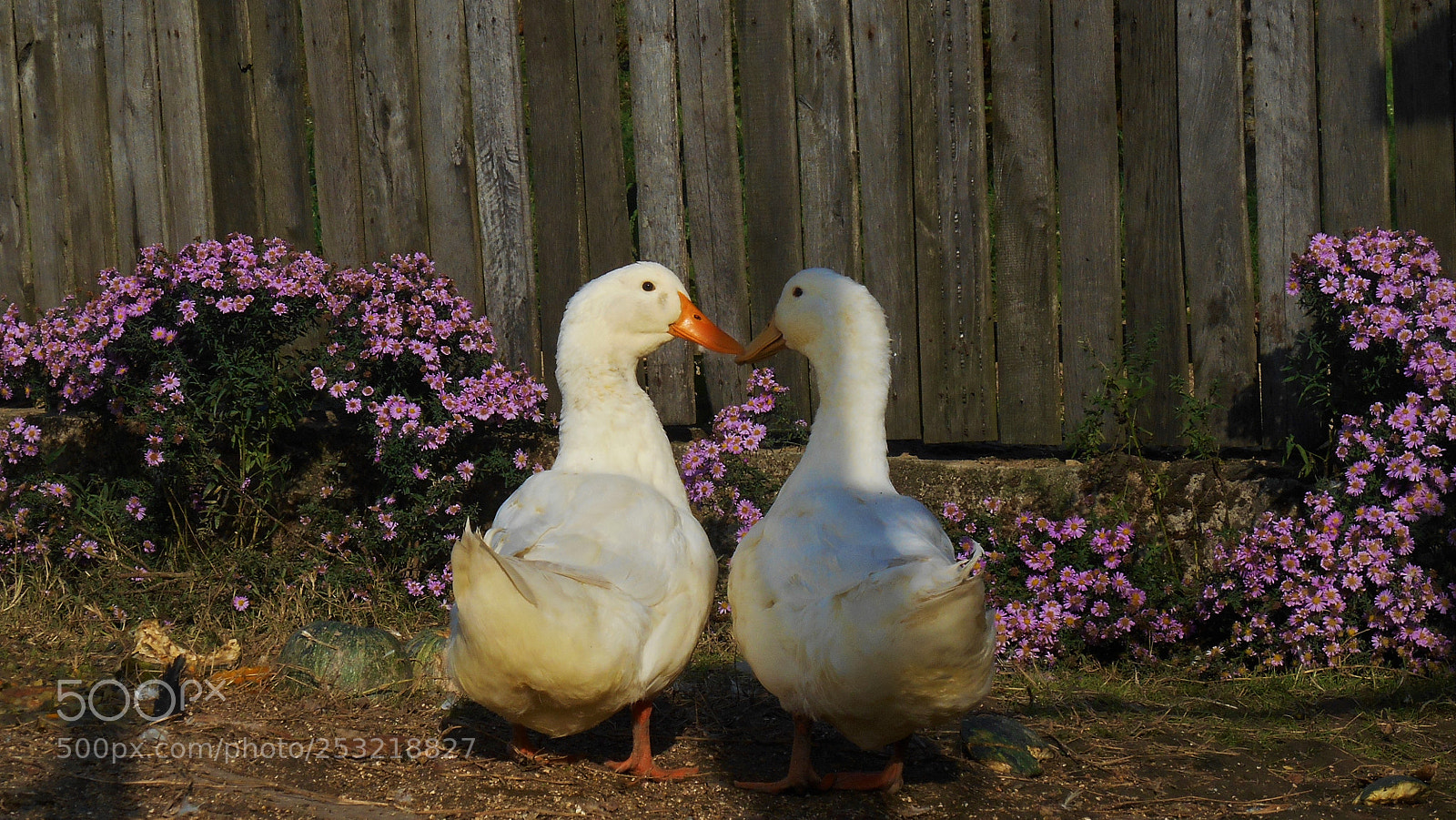 Nikon Coolpix S3500 sample photo. Lovely photography