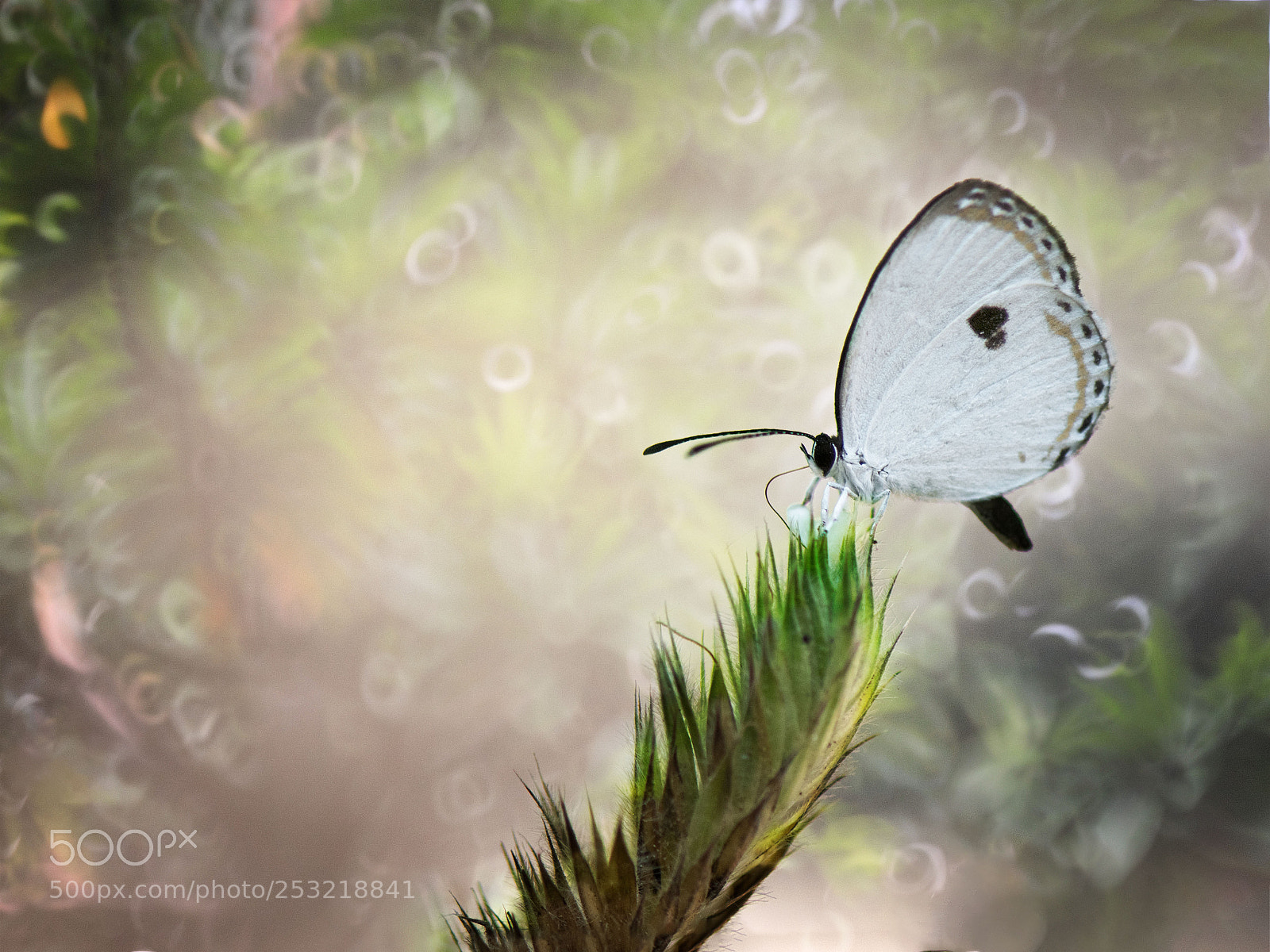 Nikon D500 sample photo. Butterfly fantasia photography