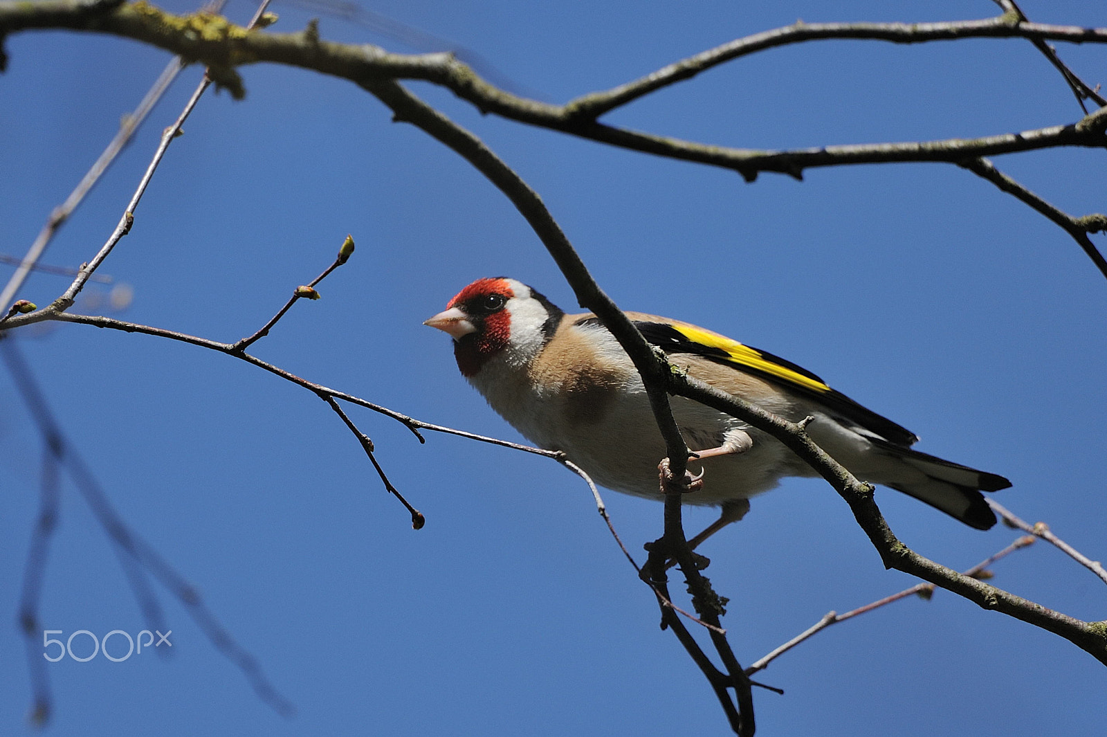 Nikon D3 sample photo. Goldfinch photography