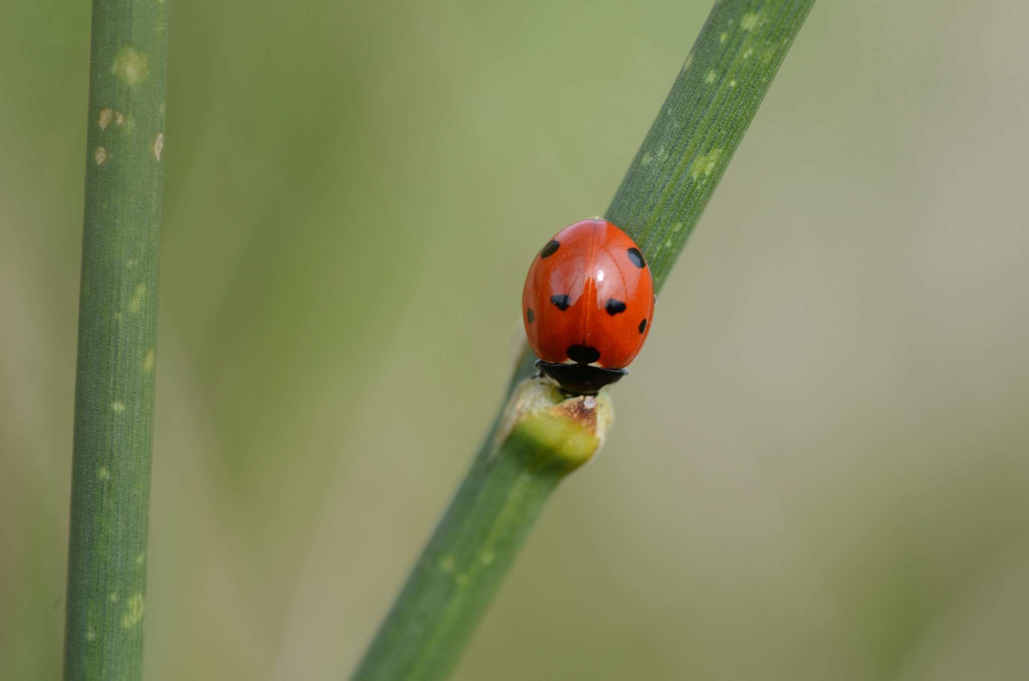 Nikon D7000 sample photo. Coccinella septempunctata photography
