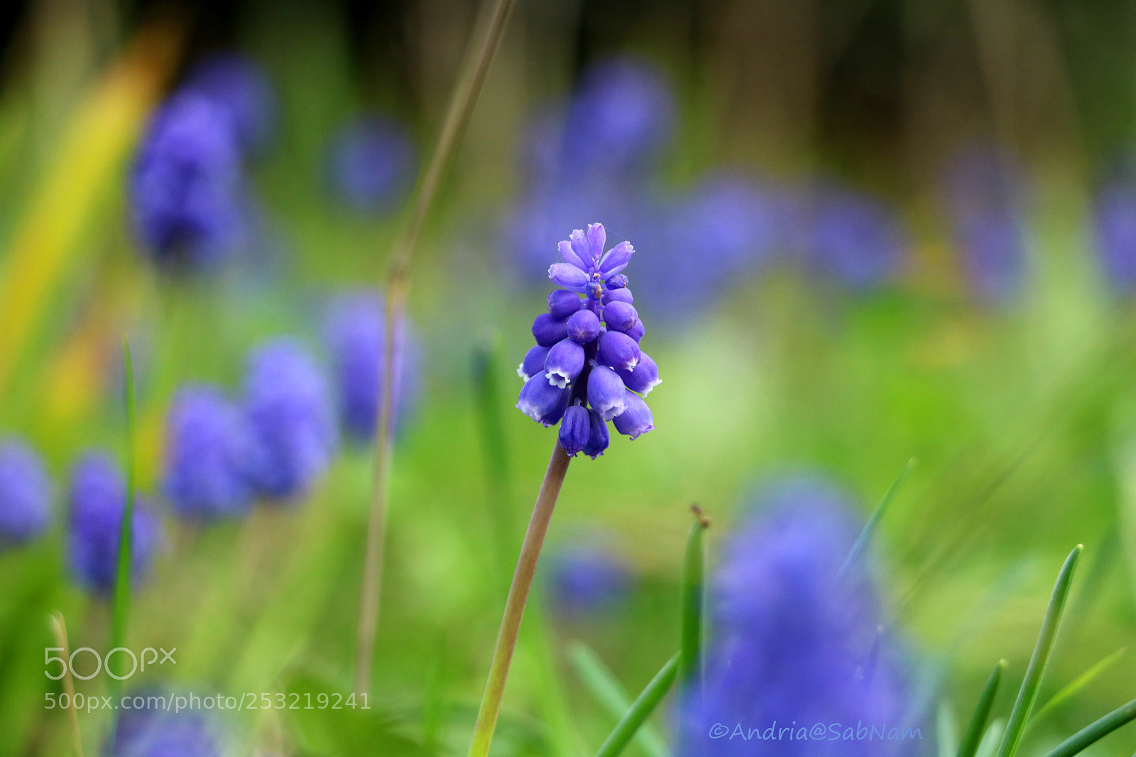 Canon EOS 750D (EOS Rebel T6i / EOS Kiss X8i) sample photo. Mucaris au jardin photography