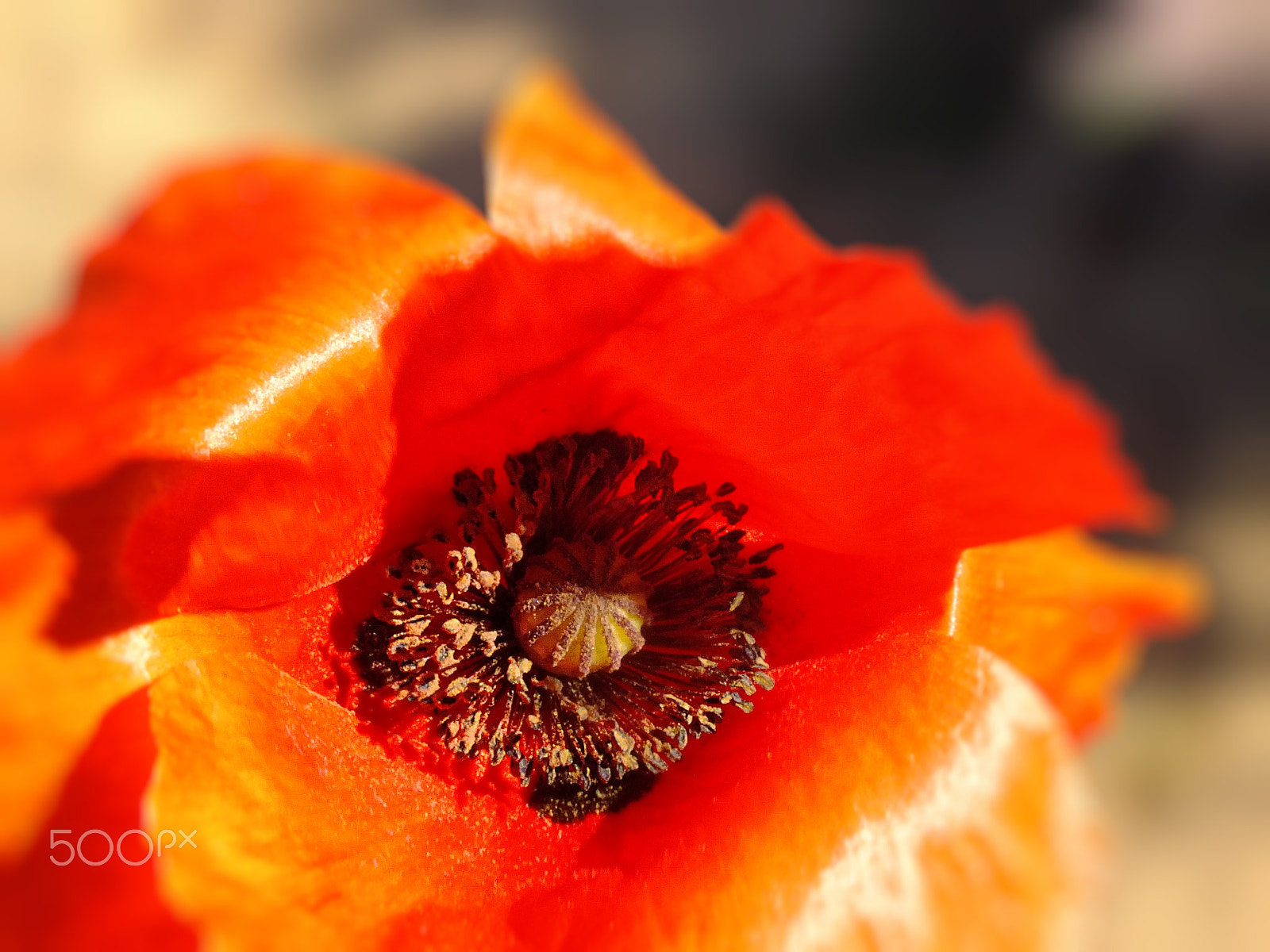 FujiFilm FinePix HS20 EXR (FinePix HS22 EXR) sample photo. Anemone photography