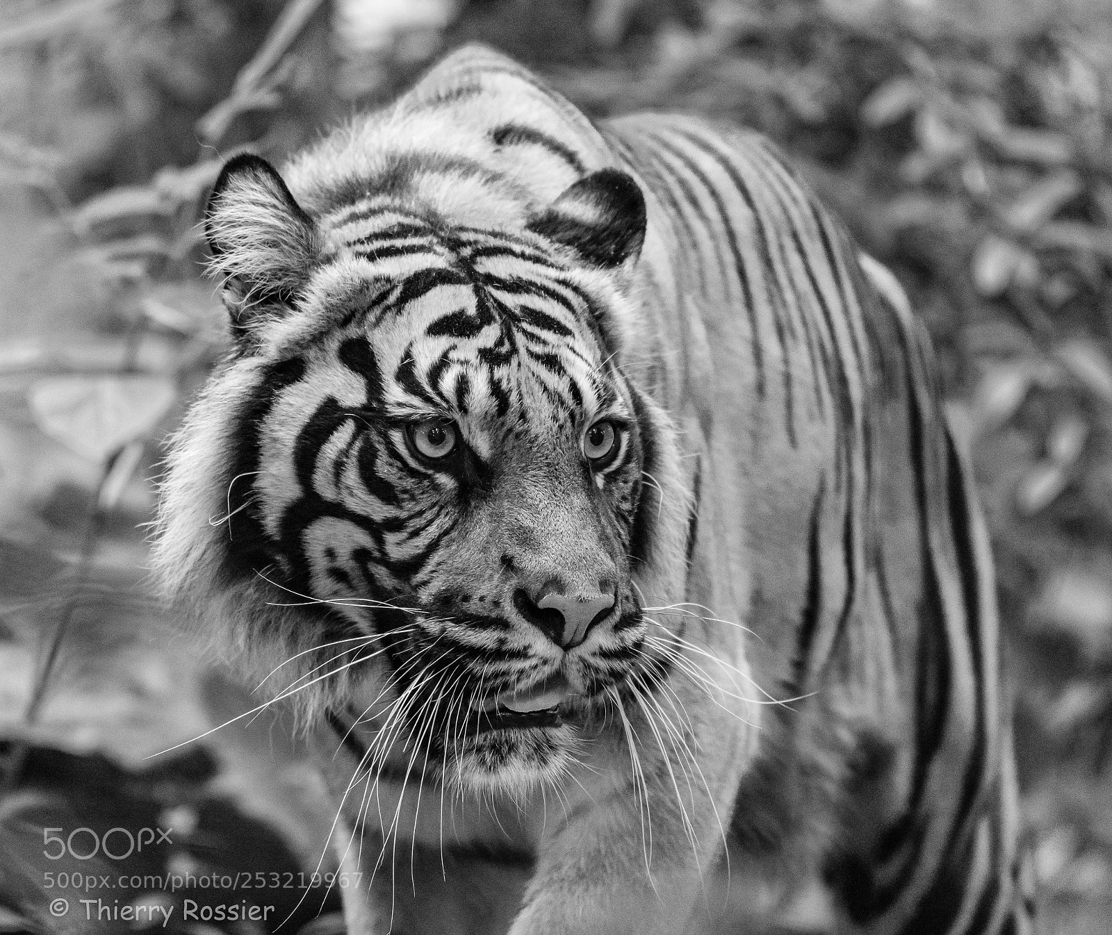 Nikon D5 sample photo. Tigre de sumatra photography