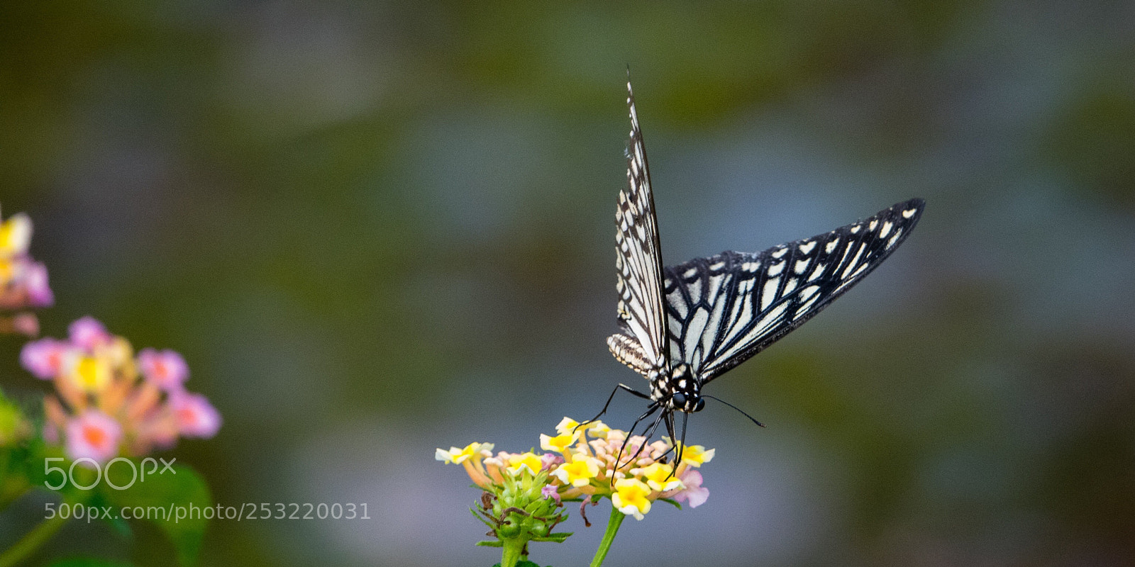Sony Cyber-shot DSC-RX10 III sample photo. Butterfly photography