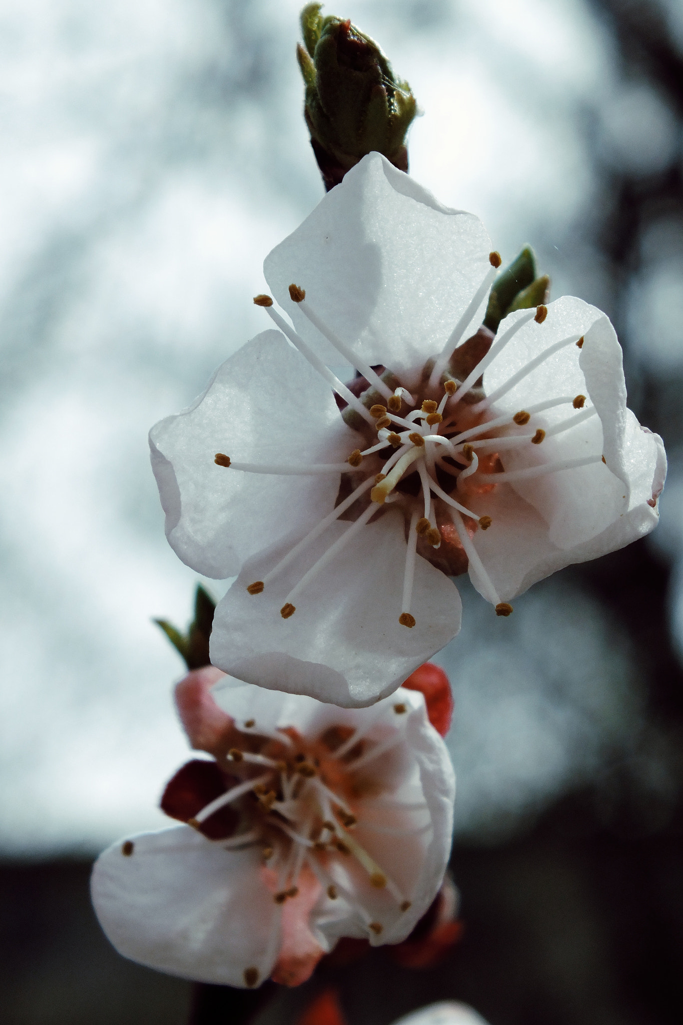 Fujifilm FinePix HS25EXR sample photo. Plum blossom photography