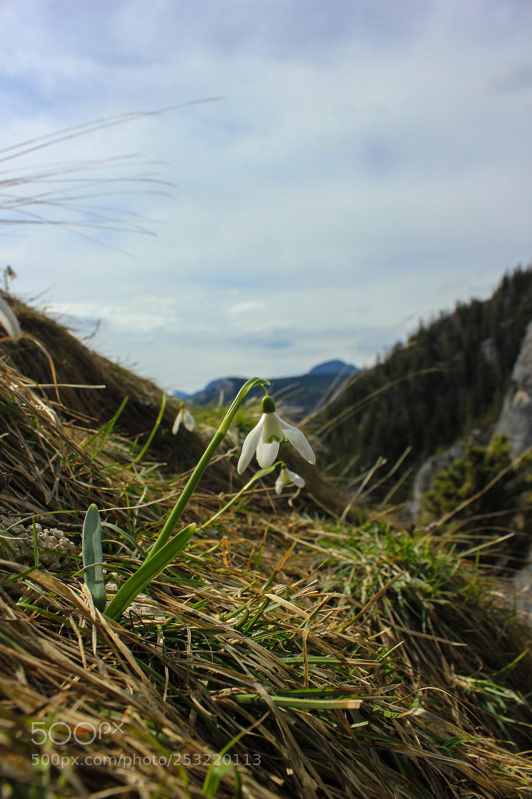 Canon EOS 550D (EOS Rebel T2i / EOS Kiss X4) sample photo. Spring in carpathians mountains photography