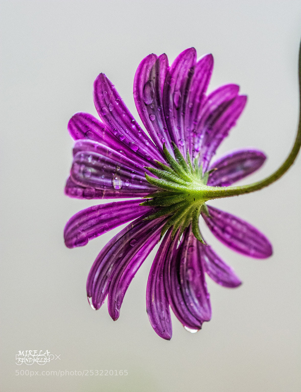 Nikon D7100 sample photo. Vergonzosa...... photography