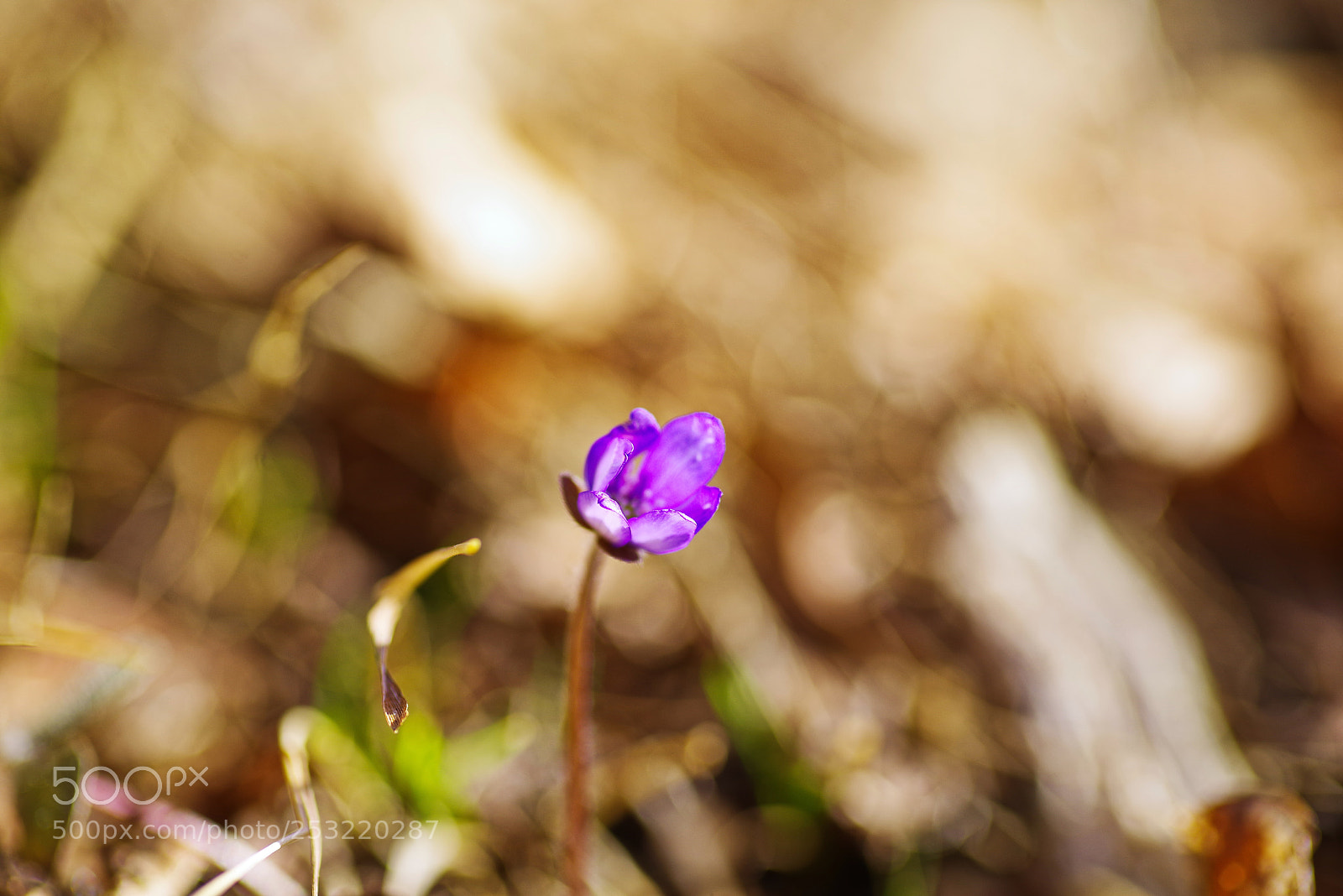 Pentax K-1 sample photo. Light on me photography