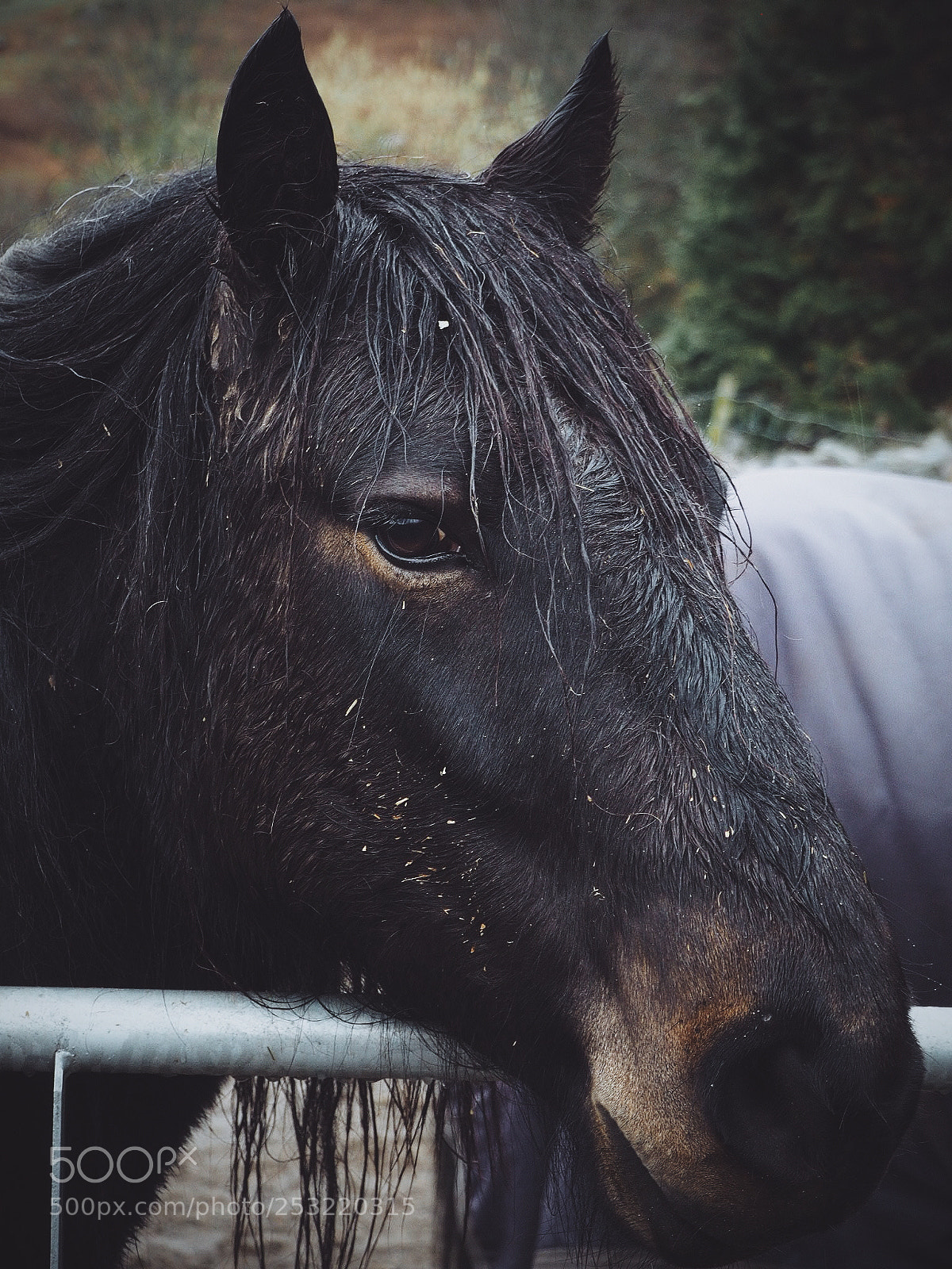 Olympus OM-D E-M10 II sample photo. Ive got my eye photography
