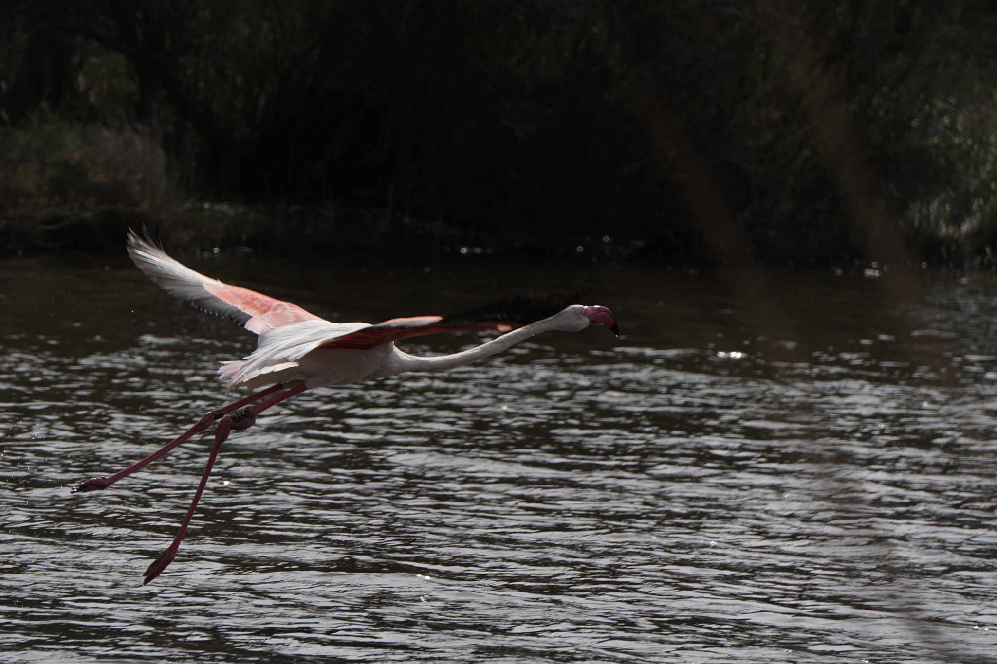 Sony E 55-210mm F4.5-6.3 OSS sample photo. Pink flamingo photography