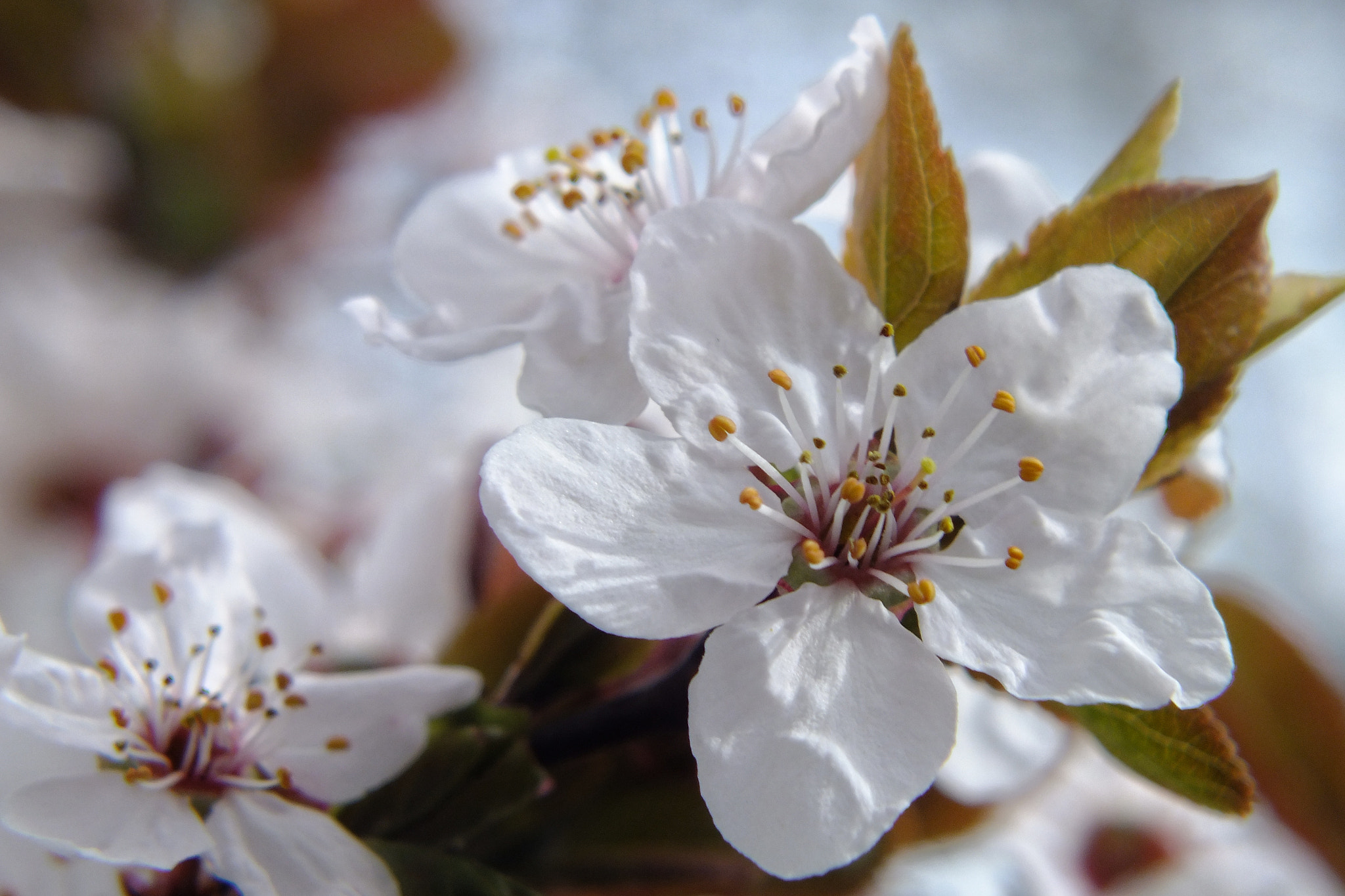 Fujifilm FinePix HS25EXR sample photo. Spring, plum blossom. photography