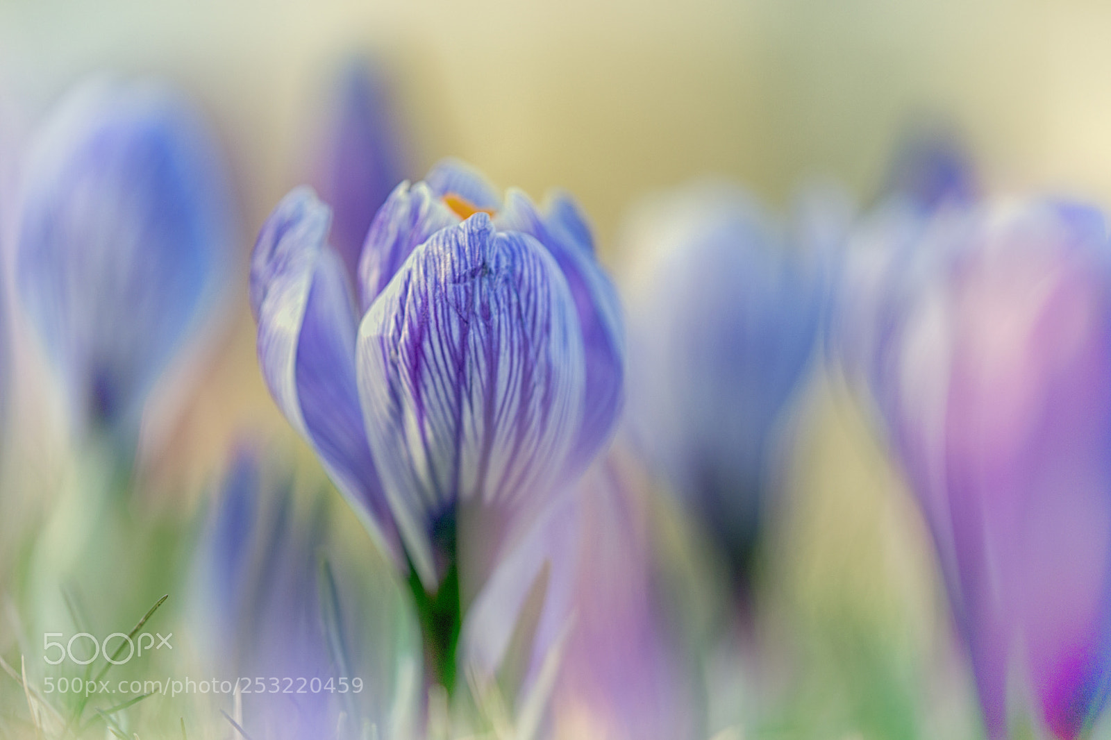 Sony SLT-A99V sample photo. Colors of spring photography