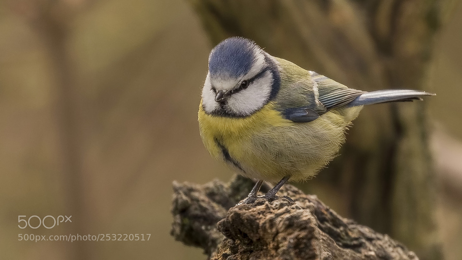Canon EOS 7D Mark II sample photo. Blue tit photography