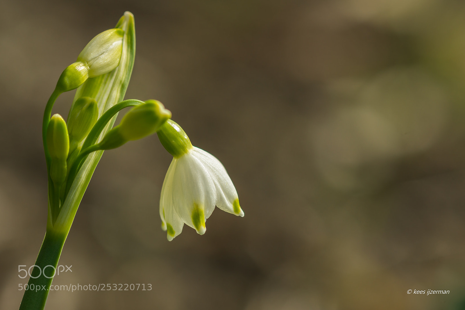 Sony SLT-A77 sample photo. Leucojum. photography
