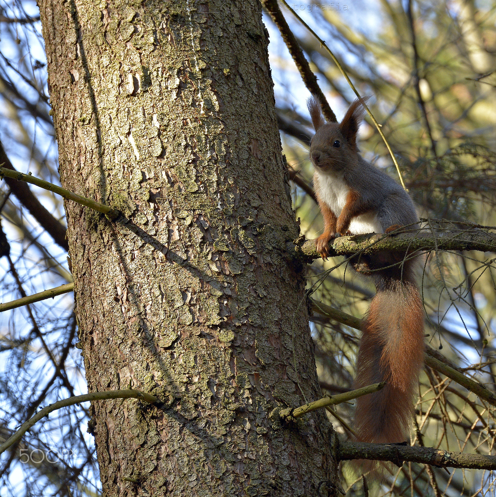 Nikon D5200 sample photo. Squirrel. photography