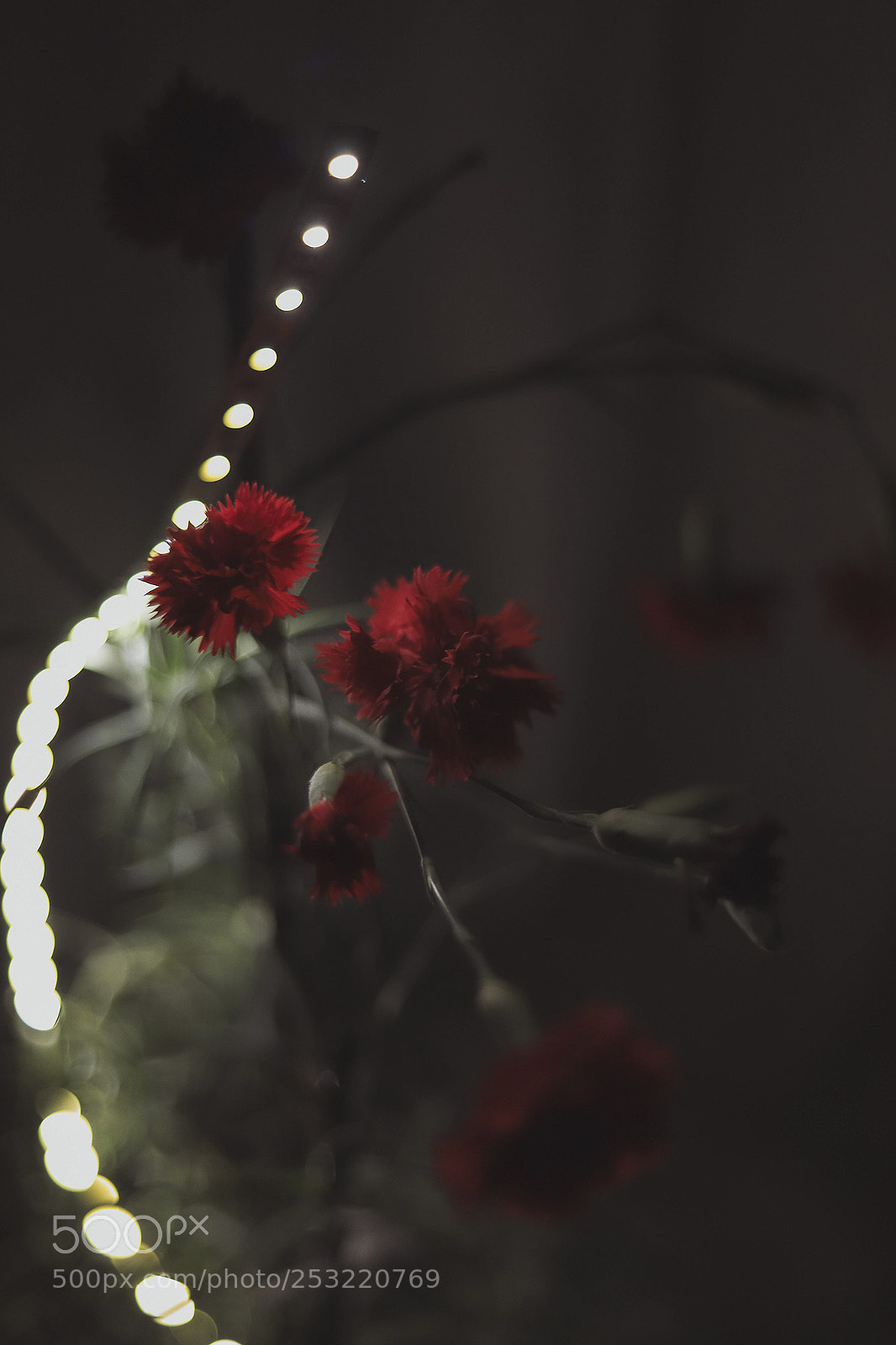 Canon EOS 6D Mark II sample photo. Superior red photography
