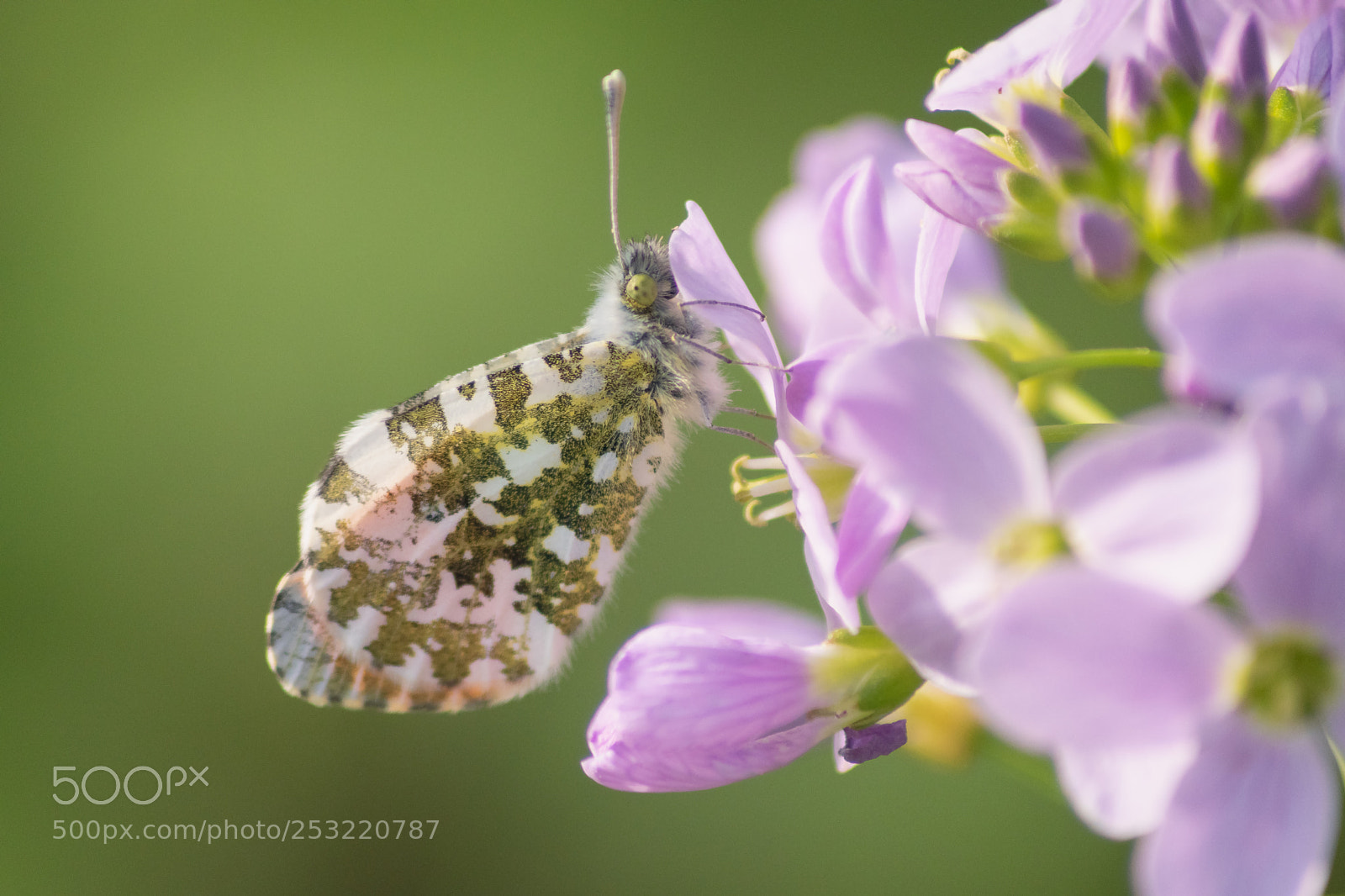 Nikon D5500 sample photo. Aurore " anthocharis cardamines " photography