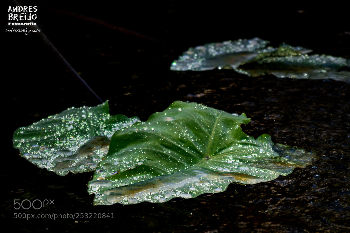Canon EOS 60D sample photo. Gotas de diamante photography