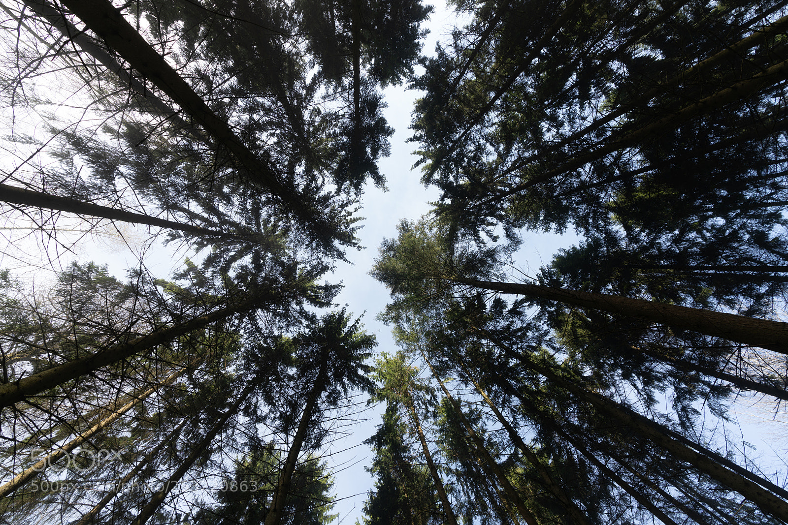 Sony a7R II sample photo. Trees photography