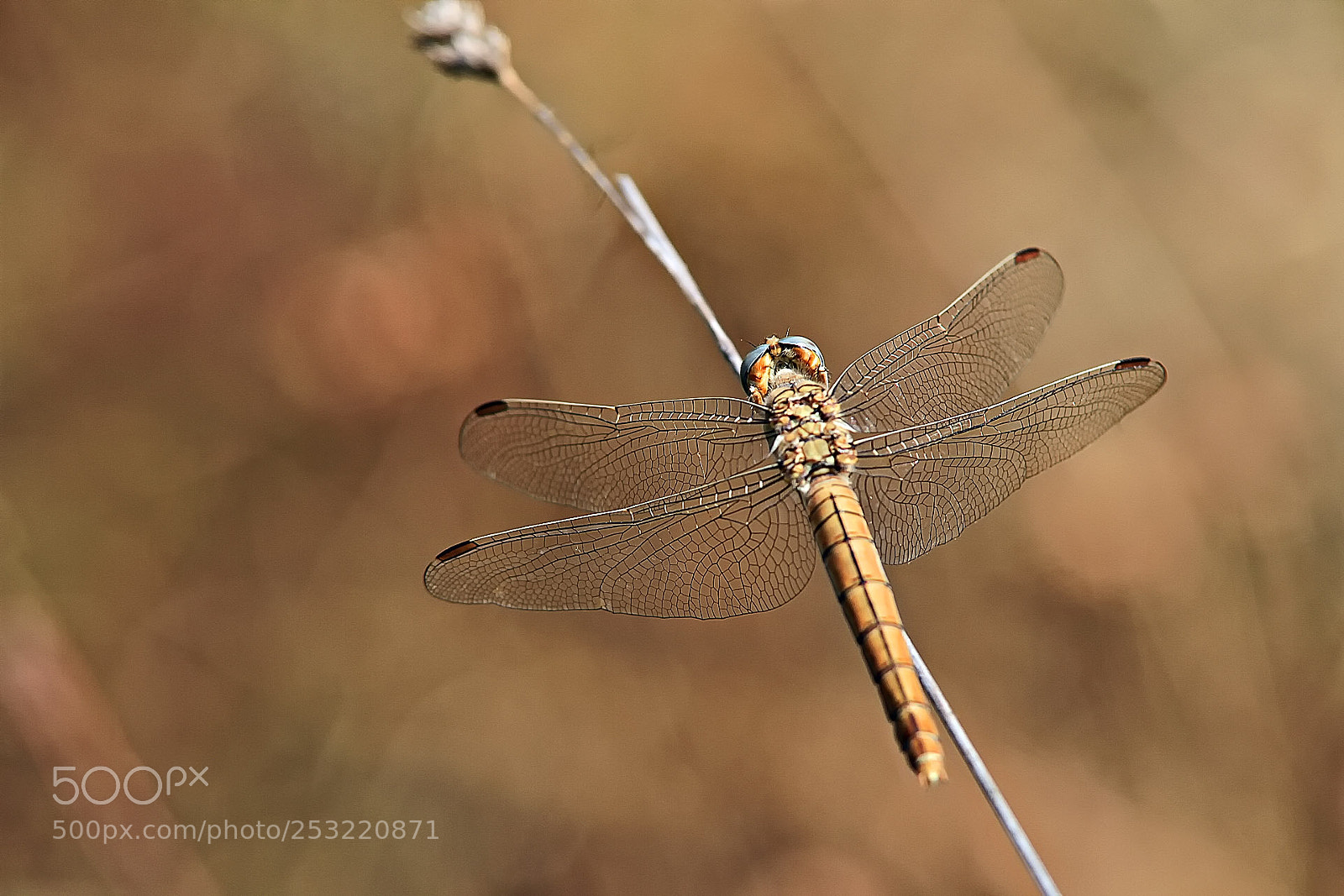 Canon EOS 7D sample photo. Dragonfly photography