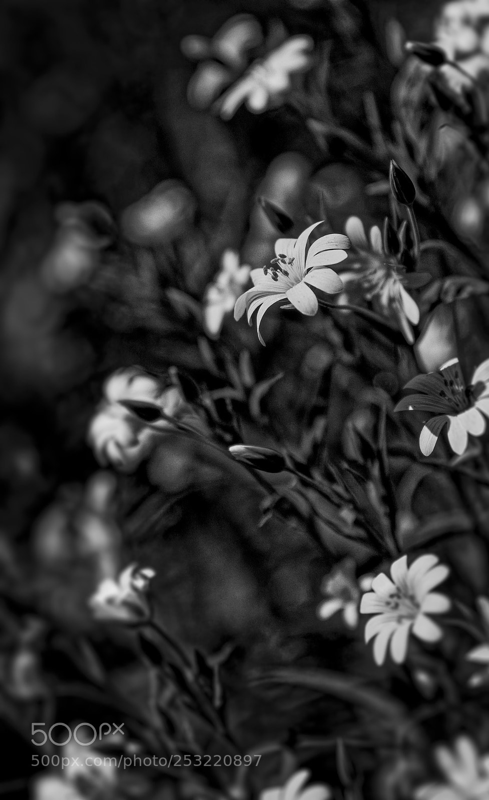 Canon EOS 7D sample photo. C'est le printemps photography