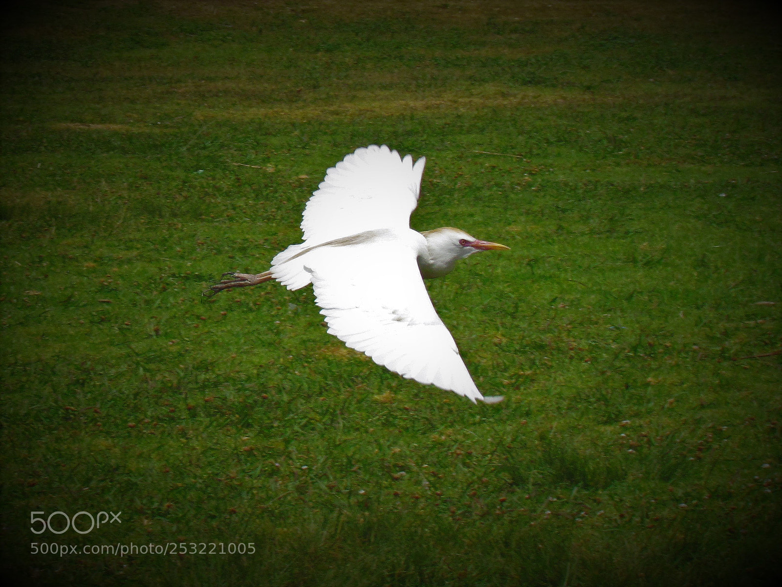 Canon PowerShot SX30 IS sample photo. Free fly photography