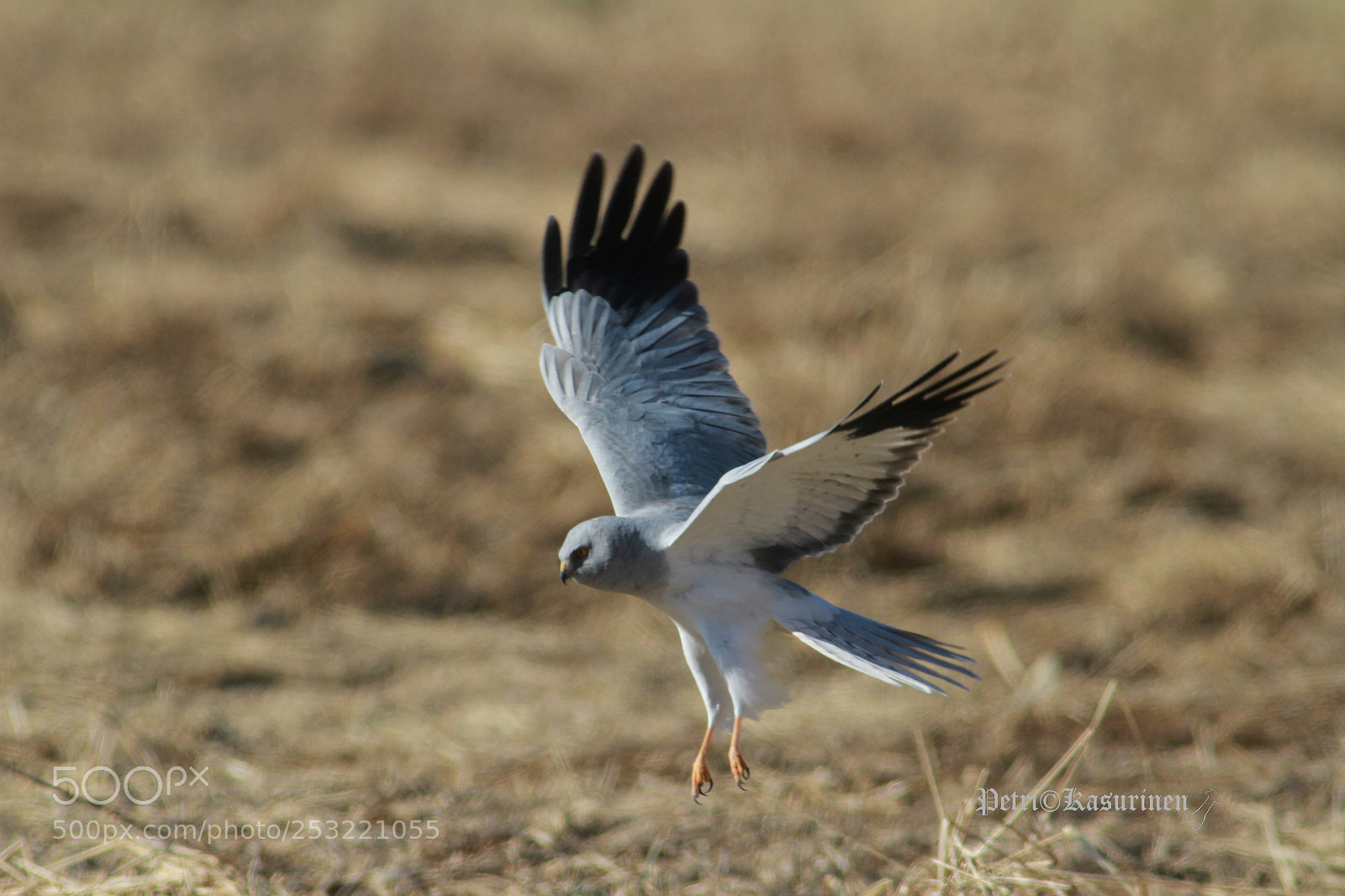 Canon EOS 7D sample photo. Hen harrier photography