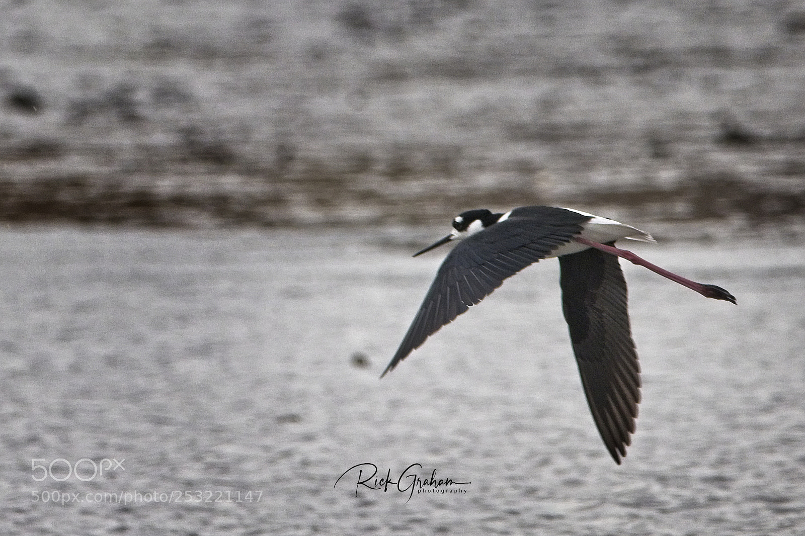 Canon EOS 80D sample photo. Black-necked stilt in flight photography