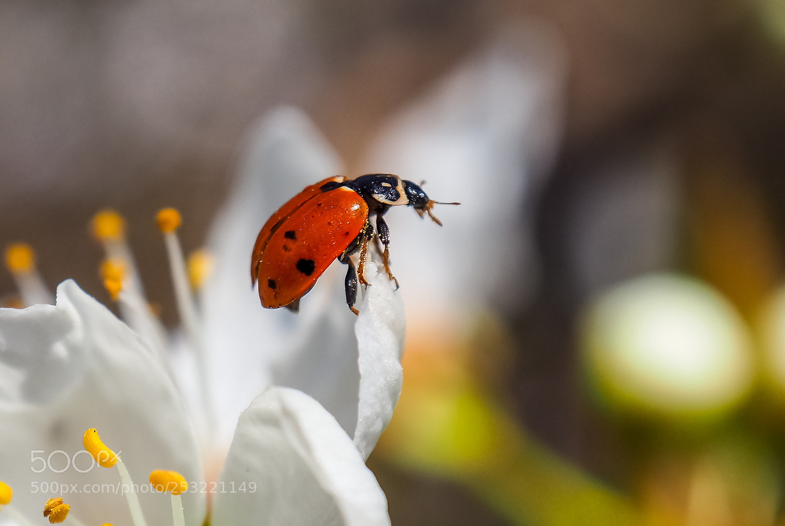 Olympus OM-D E-M10 II sample photo. Ladybug photography