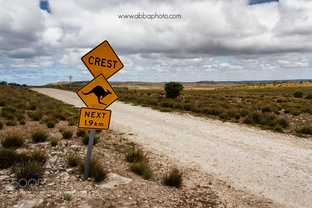 Canon EOS 600D (Rebel EOS T3i / EOS Kiss X5) sample photo. Kangaroo adventure photography