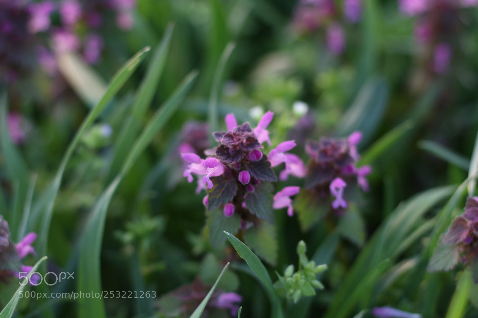 Canon EOS 700D (EOS Rebel T5i / EOS Kiss X7i) + Canon EF 50mm F1.8 STM sample photo. Back to the childhood photography