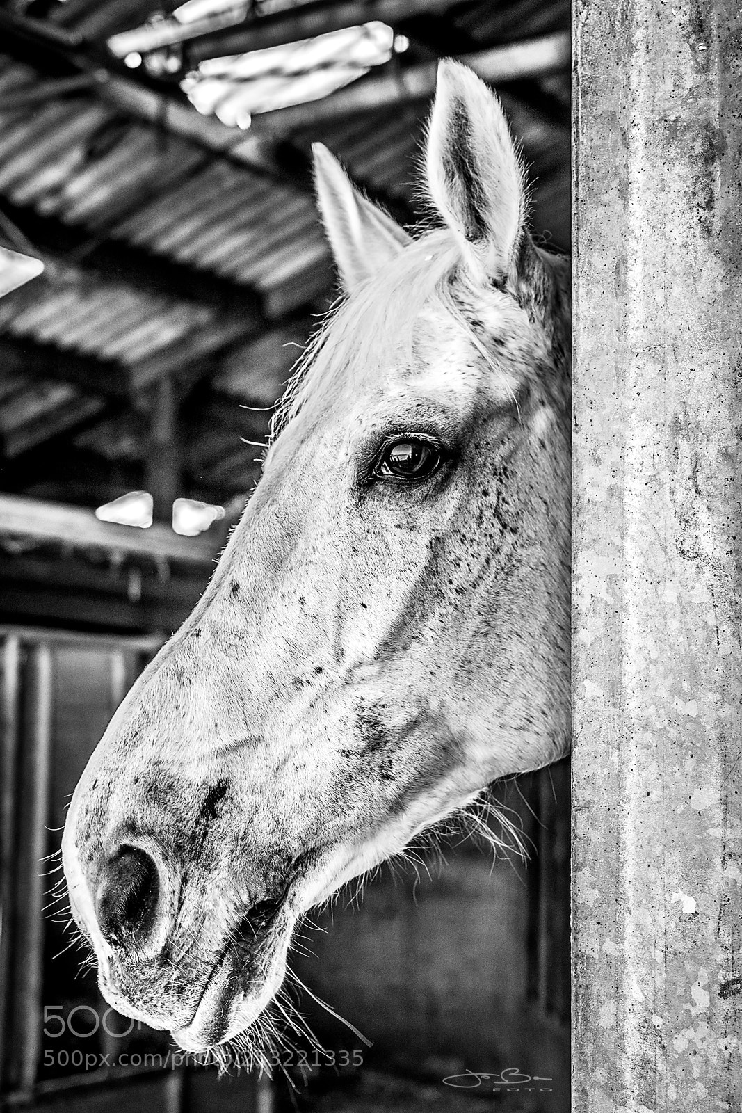 Canon EOS 80D sample photo. Horse photography