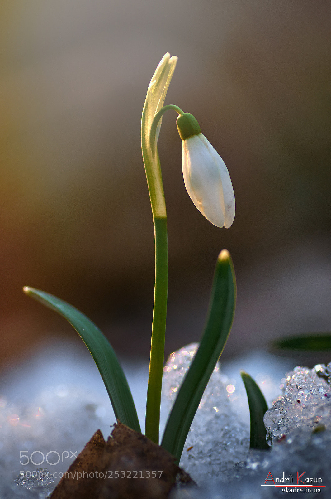Nikon D300 sample photo. Snowdrop photography