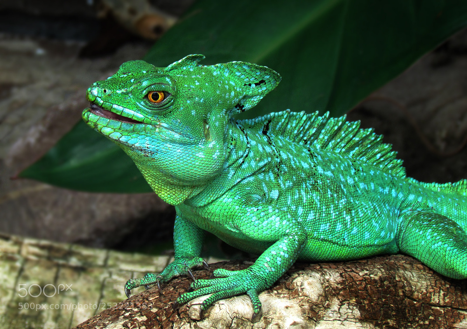 Canon PowerShot SX30 IS sample photo. Leguan photography