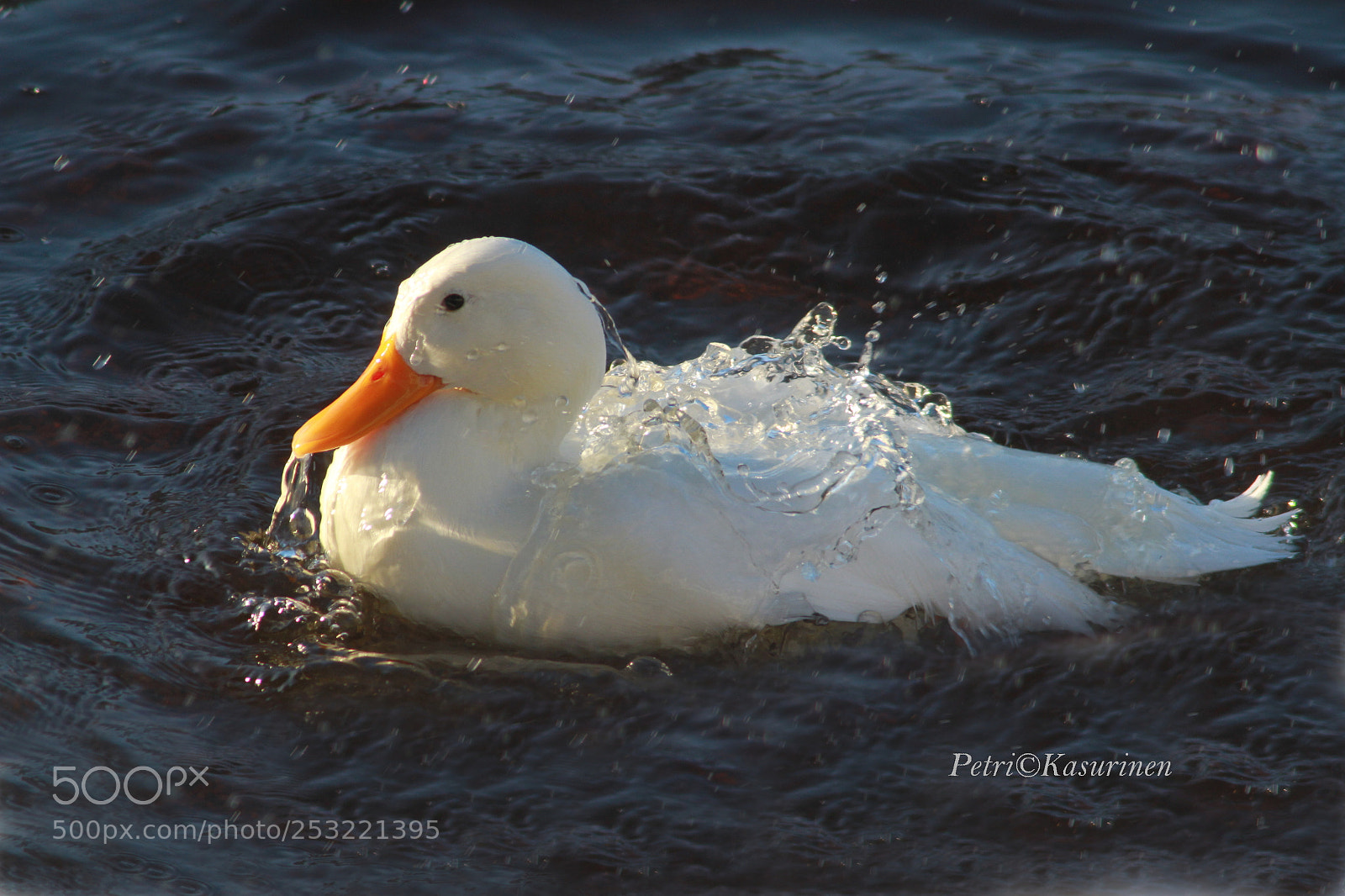 Canon EOS 7D sample photo. Mallard photography