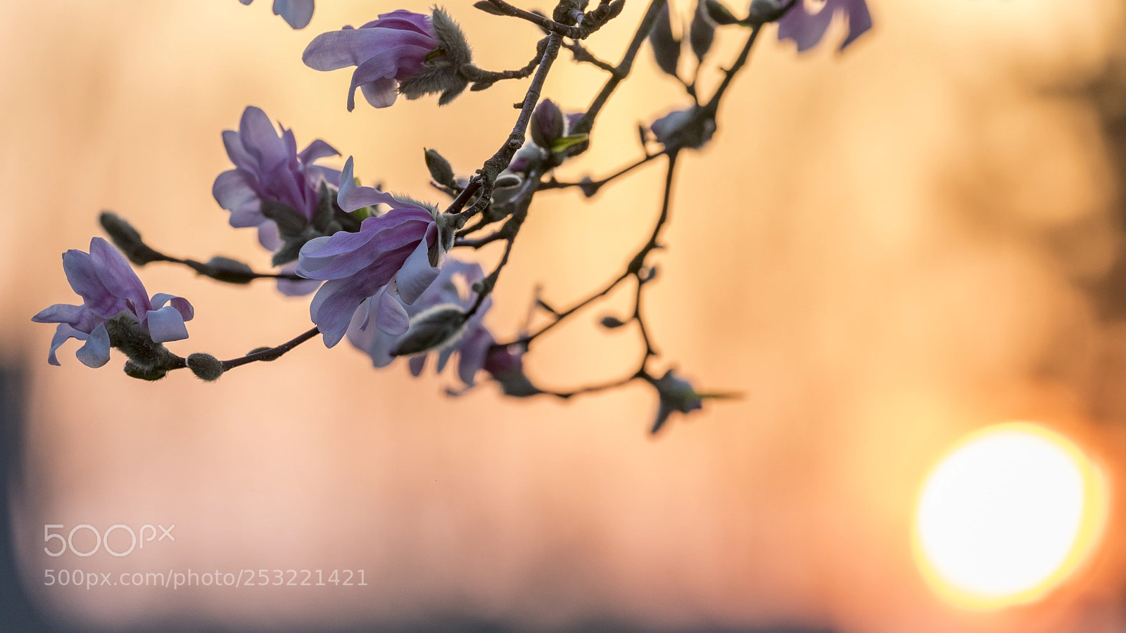 Canon EOS 5D Mark IV sample photo. A spring day ... photography