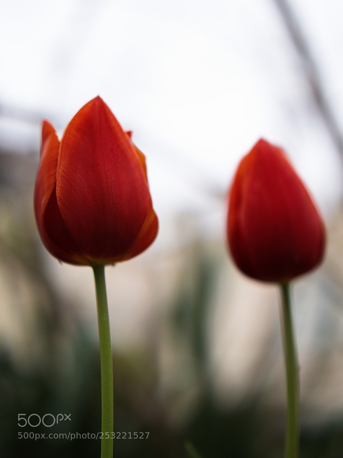 Panasonic Lumix DC-GH5 sample photo. Because we separate... photography