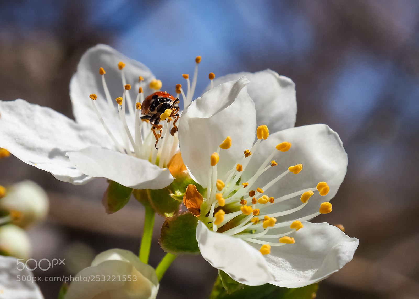 Olympus OM-D E-M10 II sample photo. The spring photography