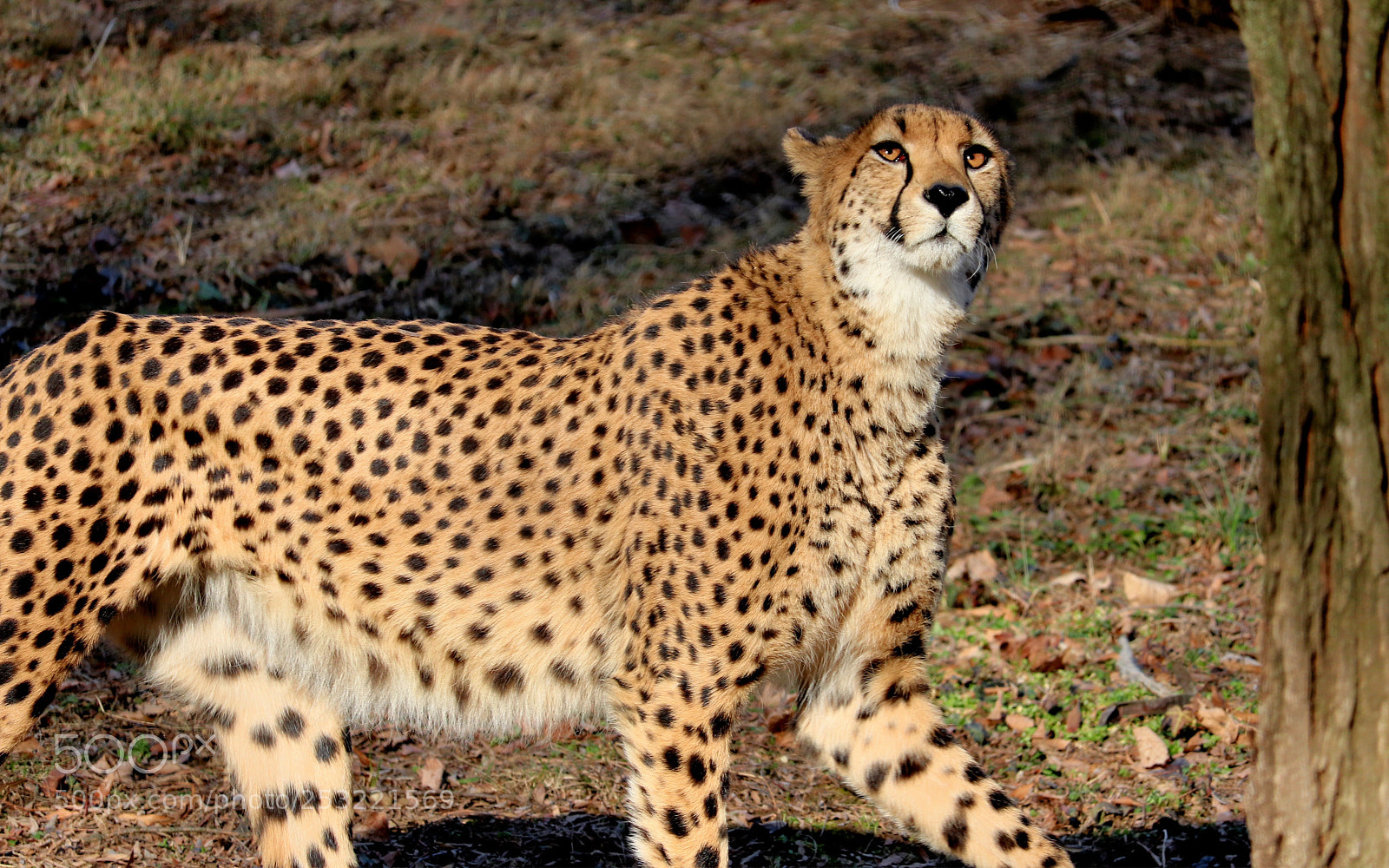 Canon EOS 80D sample photo. Cheetah photography