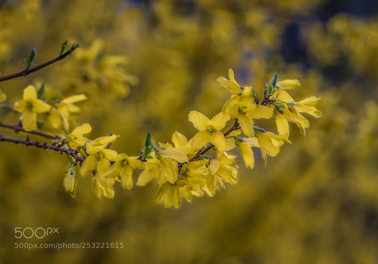 Pentax K-S2 sample photo. Blooming forsythia bush photography