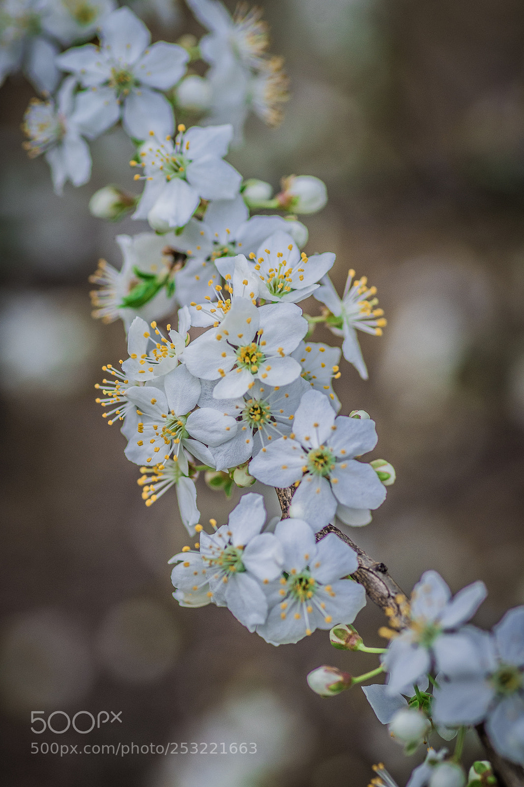 Pentax K-S2 sample photo. First flowering trees in photography