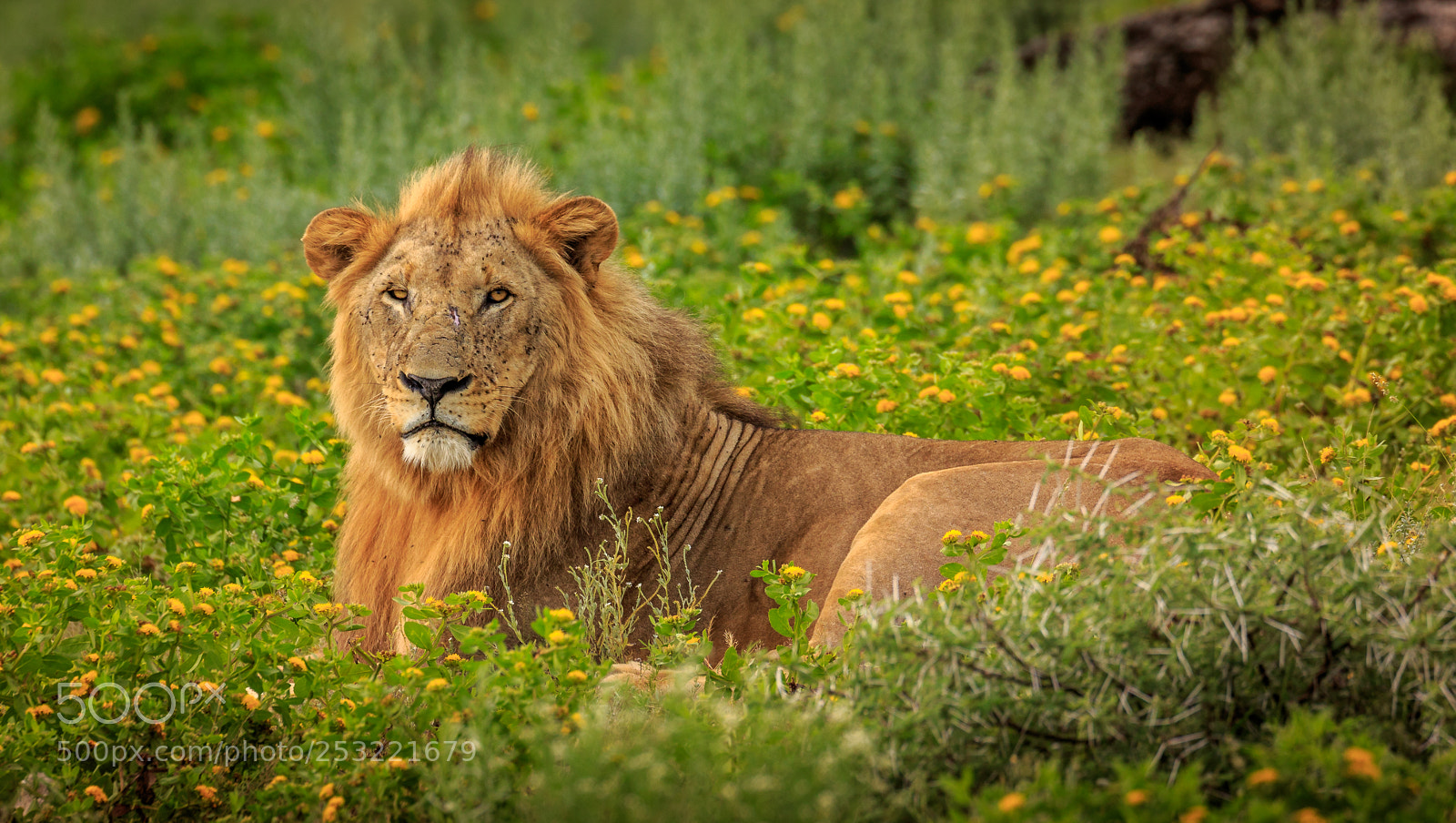 Canon EOS 7D Mark II sample photo. A lion's mating season photography