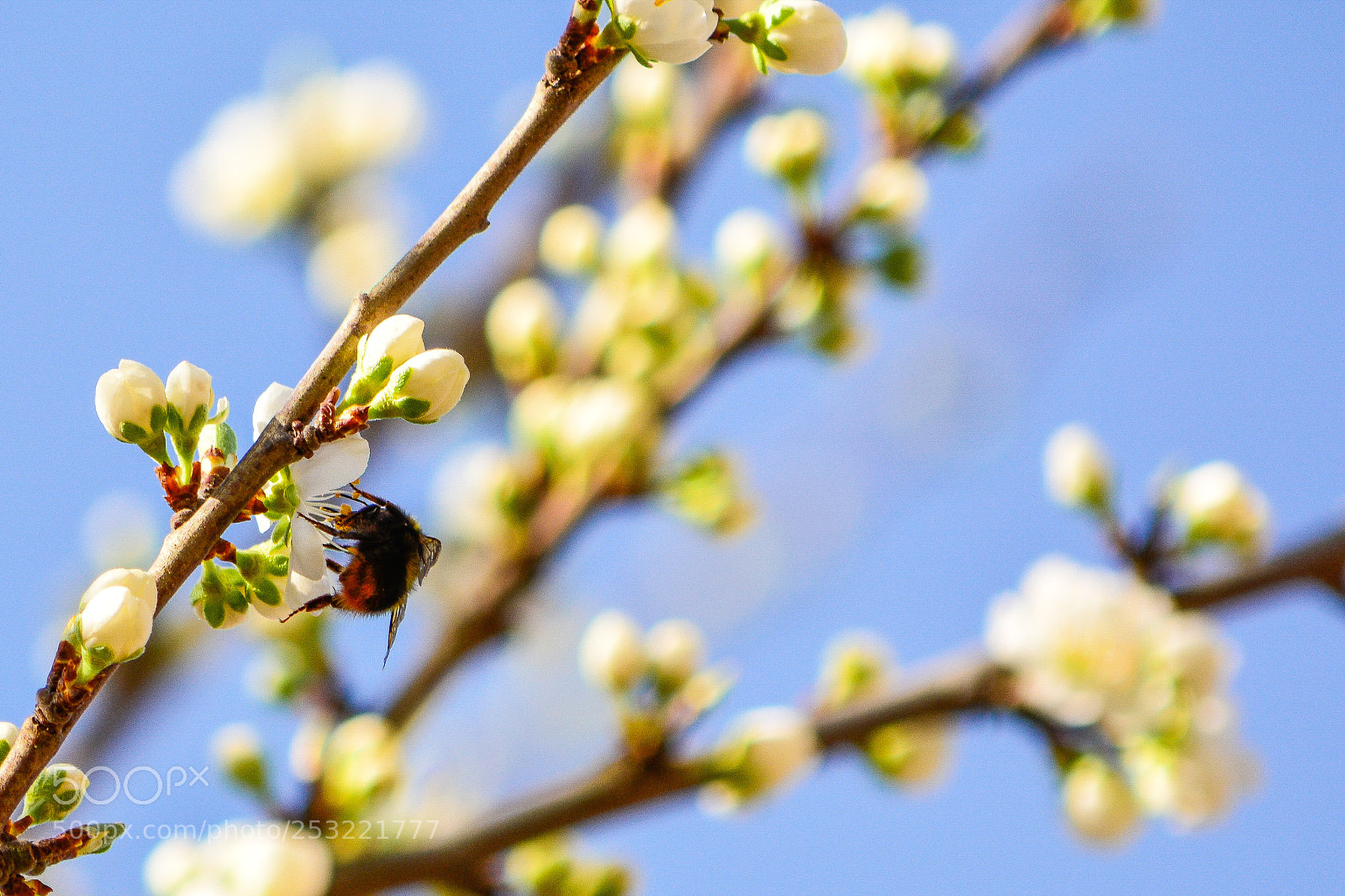 Nikon D7100 sample photo. Arbeitstiere photography