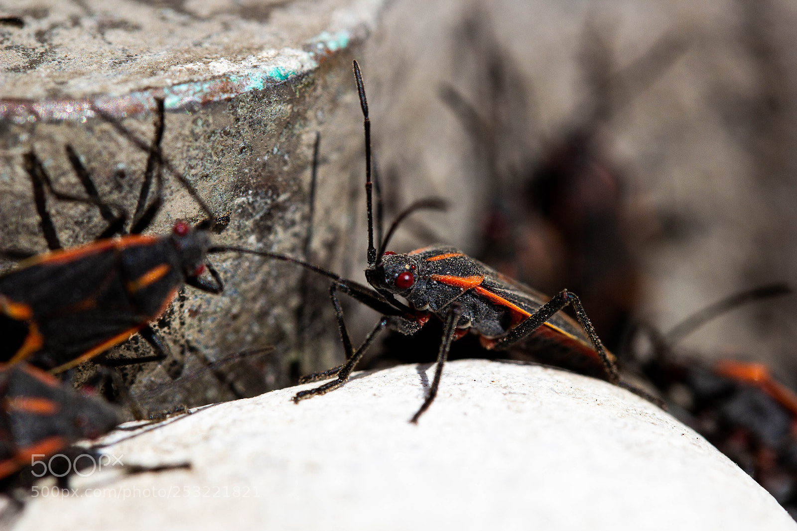 Canon EOS 60D sample photo. Img photography