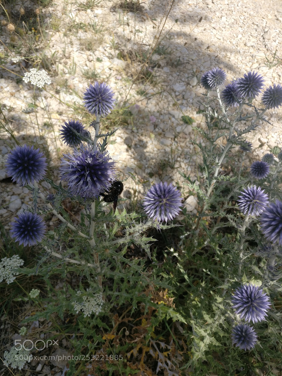 OnePlus A3003 sample photo. Img_20170803_112204.jpg photography