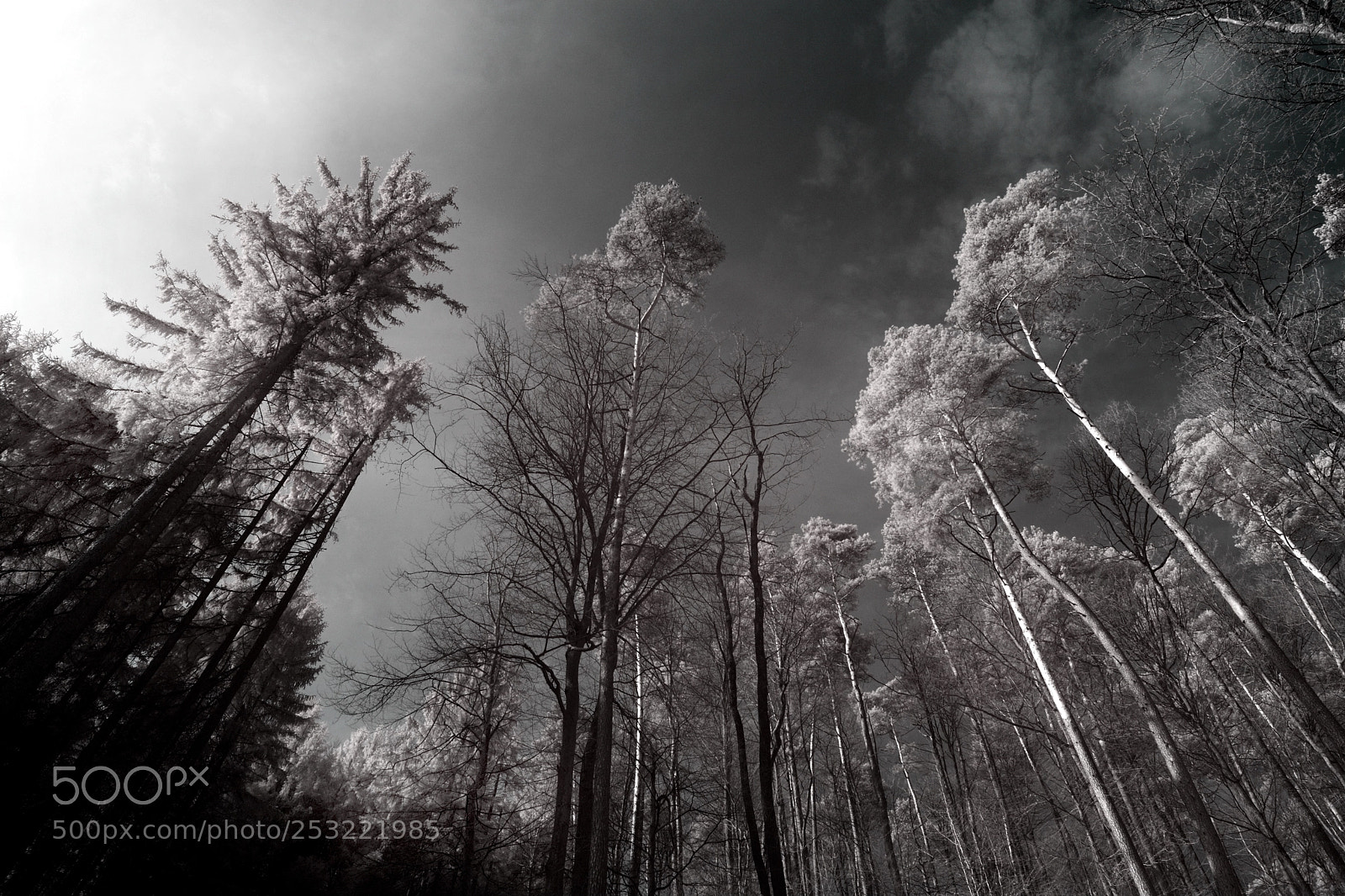 Nikon D7100 sample photo. Forest ir photography