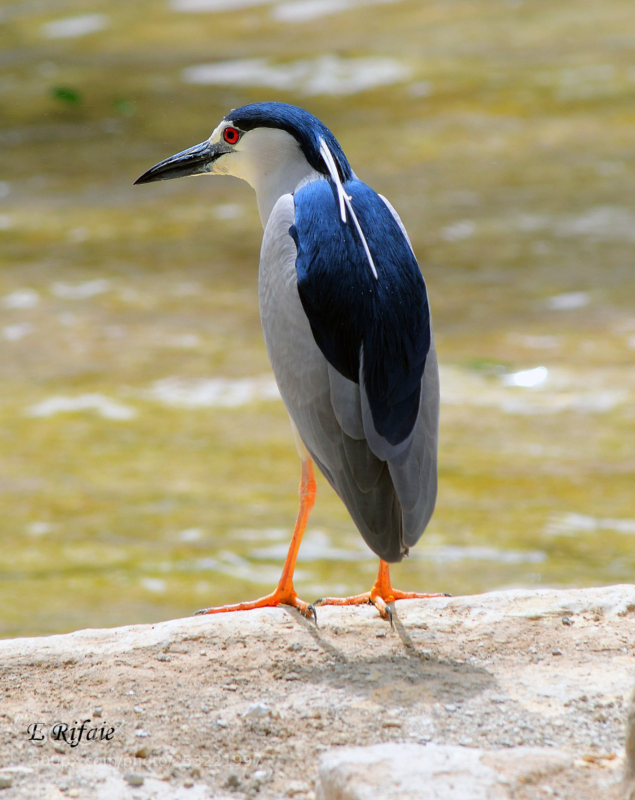 Nikon D7500 sample photo. Free bird photography