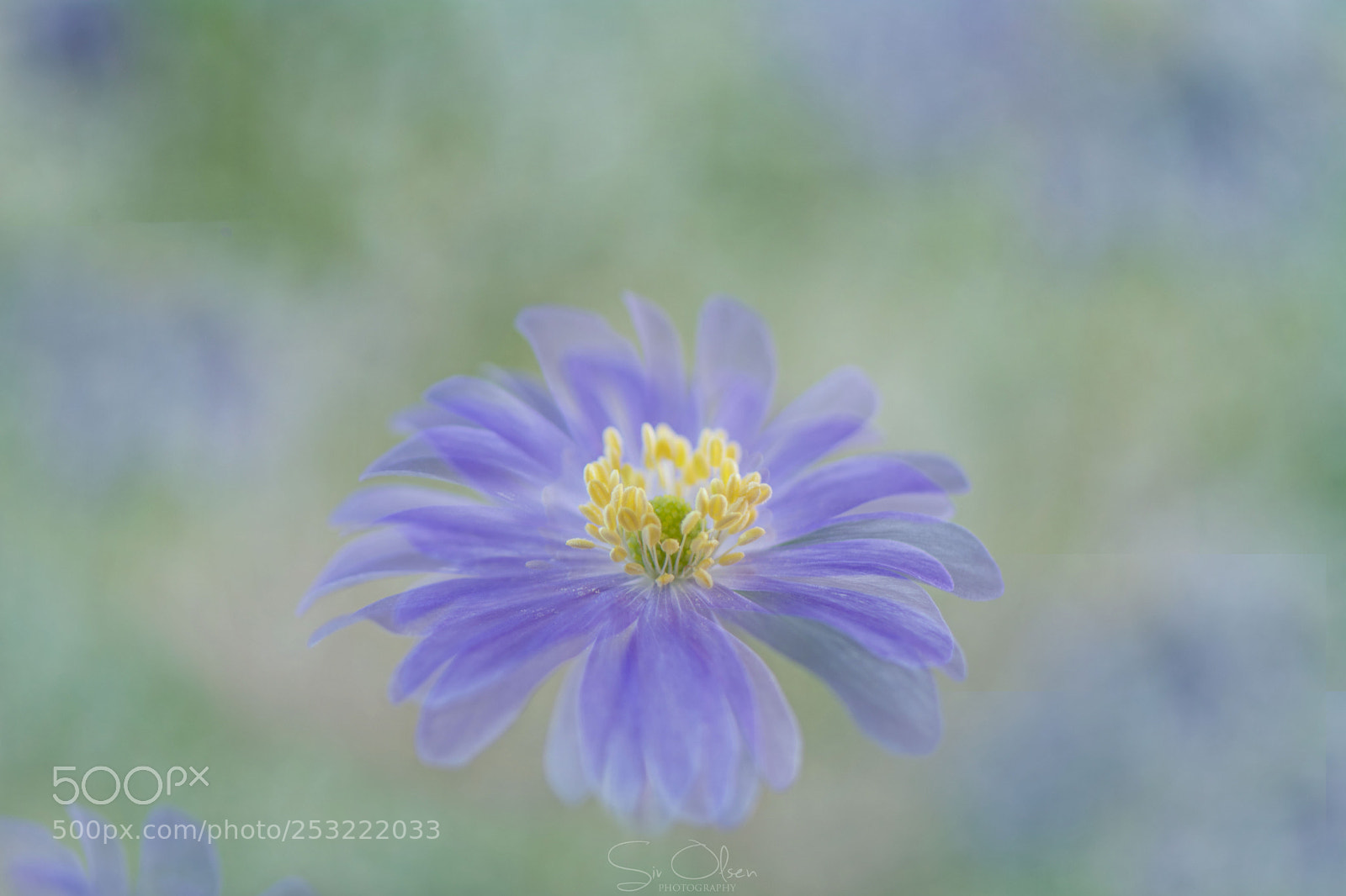 Nikon D7100 sample photo. ~ blue ~ photography