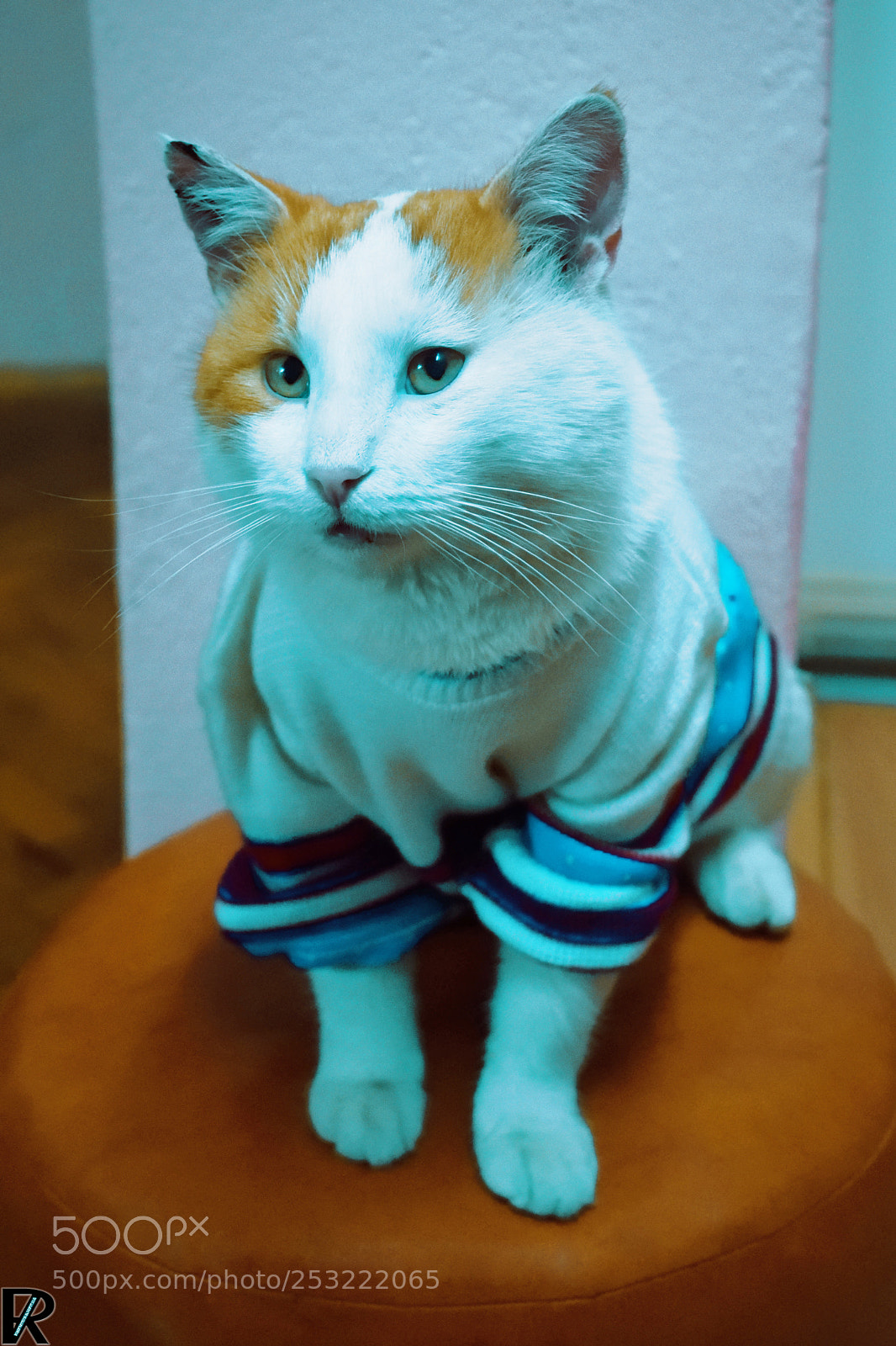 Nikon D3300 sample photo. Madjo 5 @catsedition10 photography