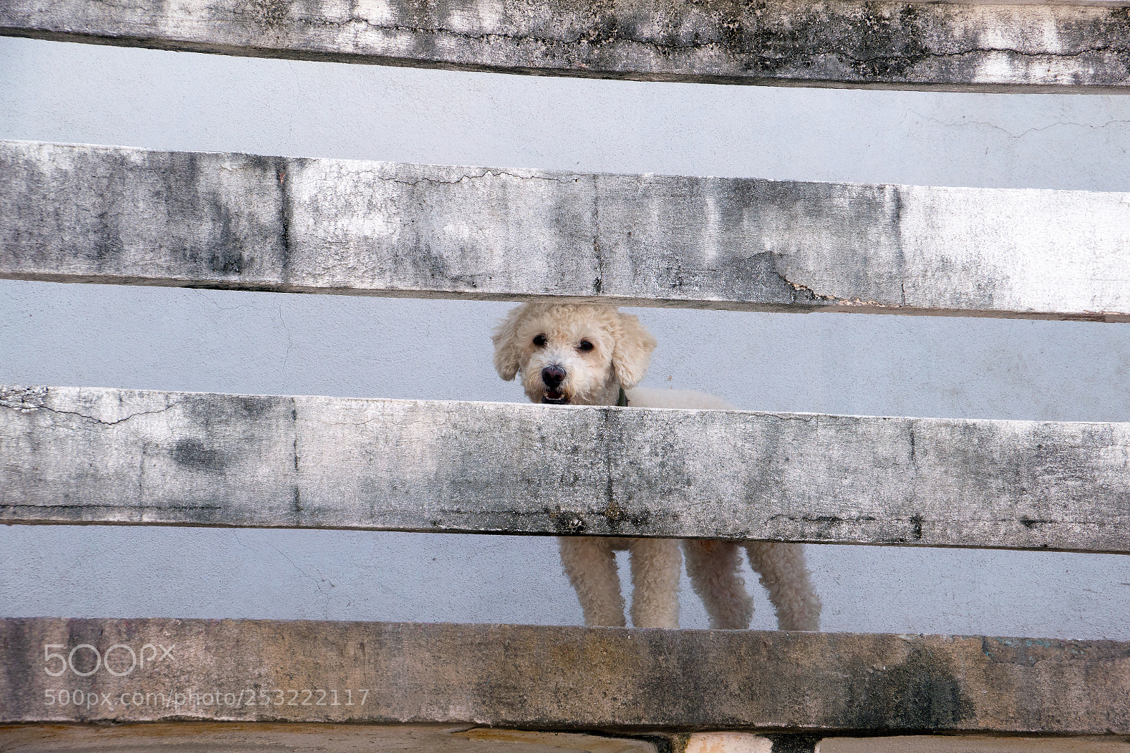 Sony a7R II sample photo. Cute white dog on photography